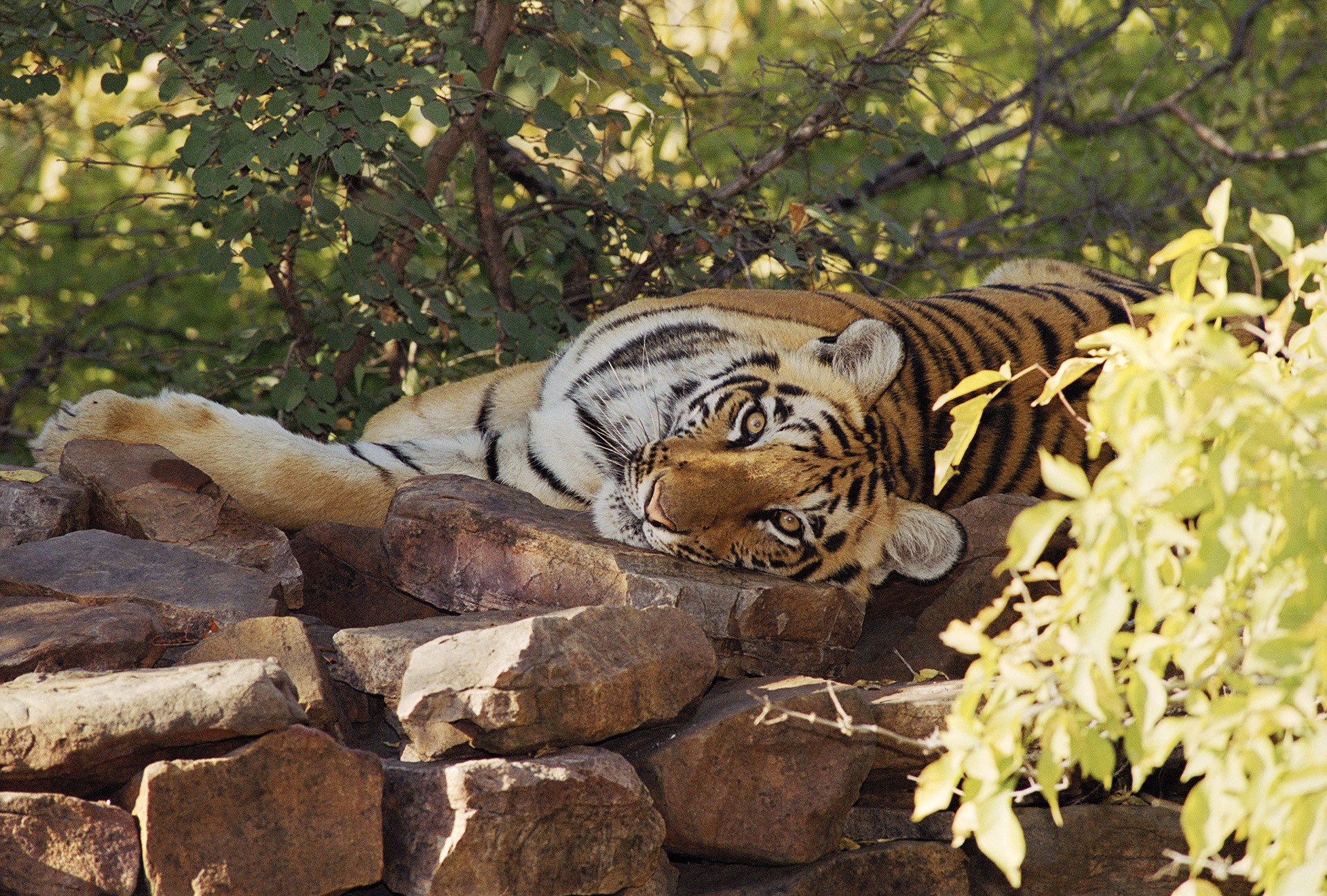 Tiger cub in Panna National Park