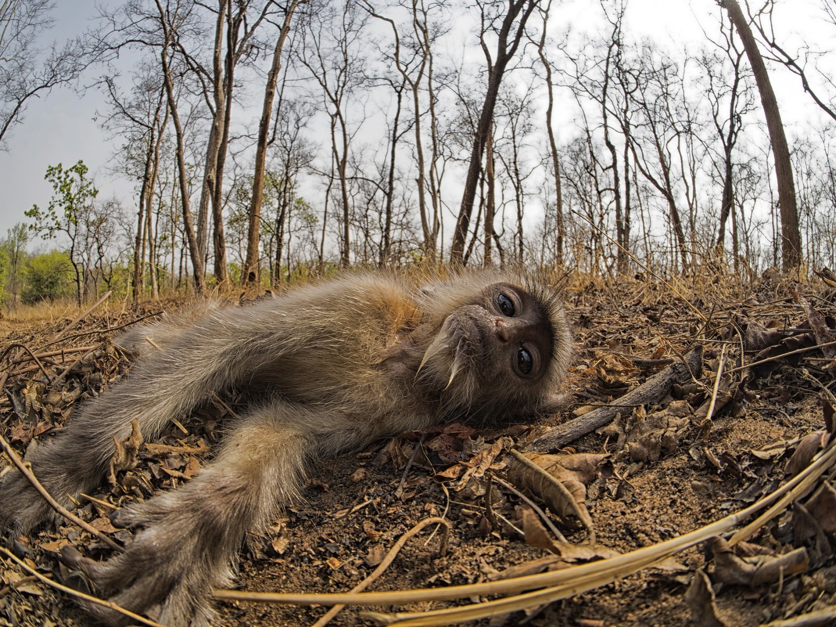 Aneel StanleySpecial Mention – Animals In Environment