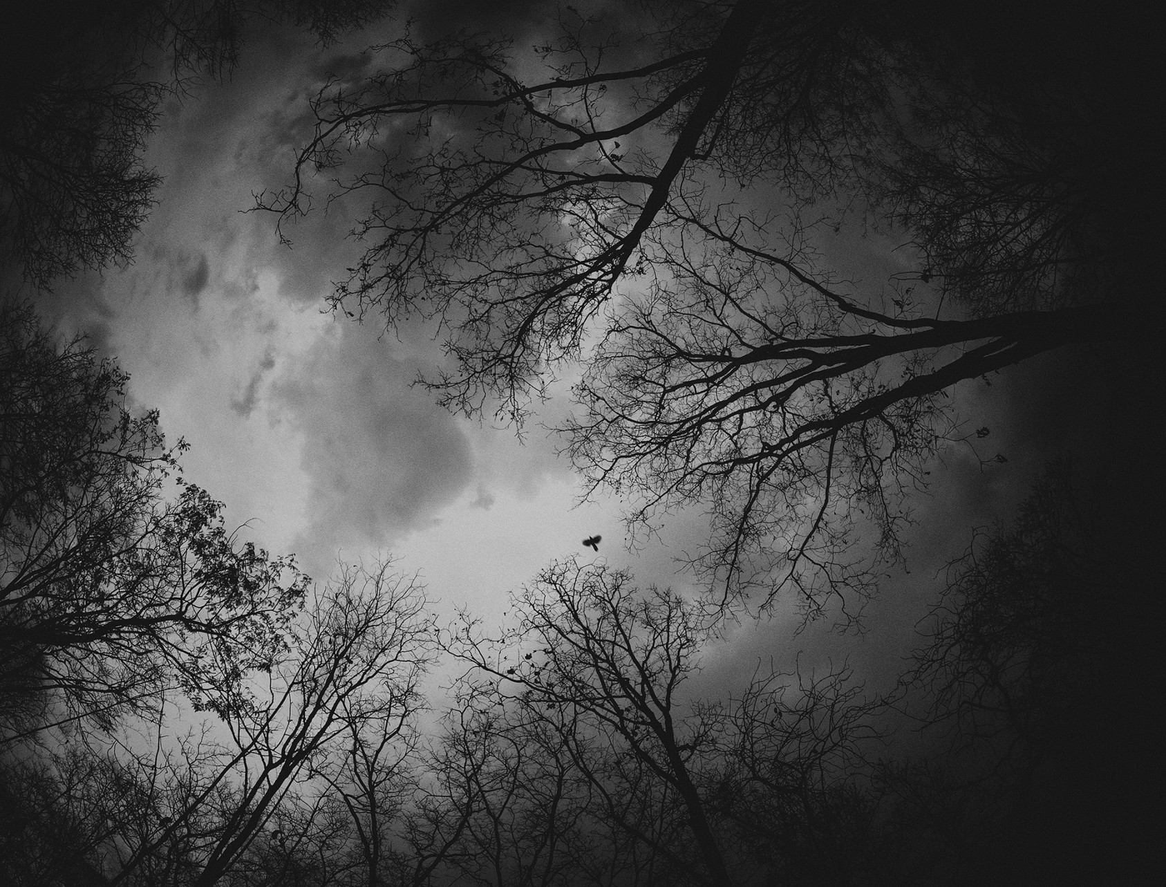 Aneel StanleyWinner – Nature In Monochrome and Canon Wild Clicks Season 7 Photographer of the Year
