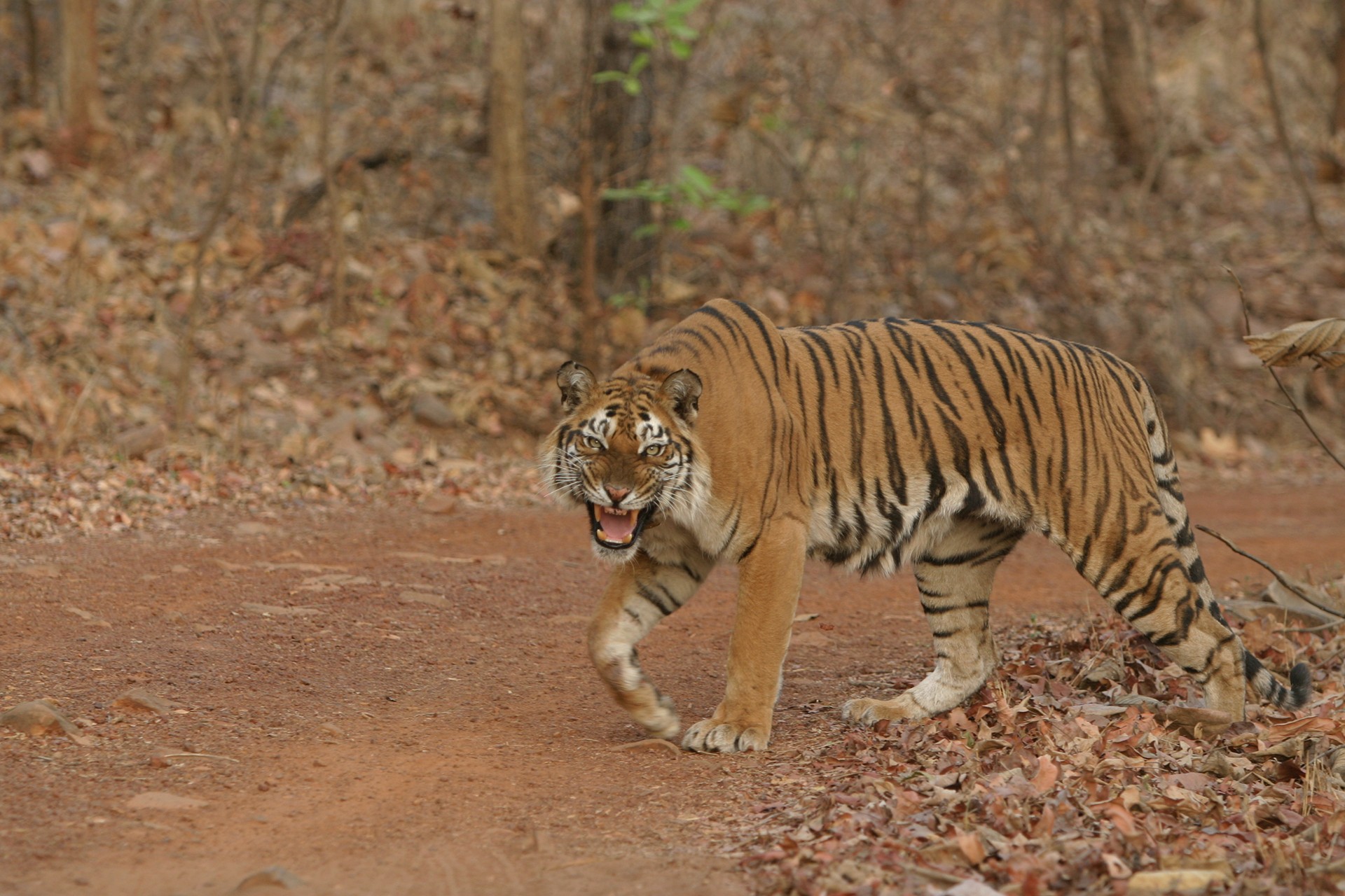 Tigress Baavan 52 from Panna National Park