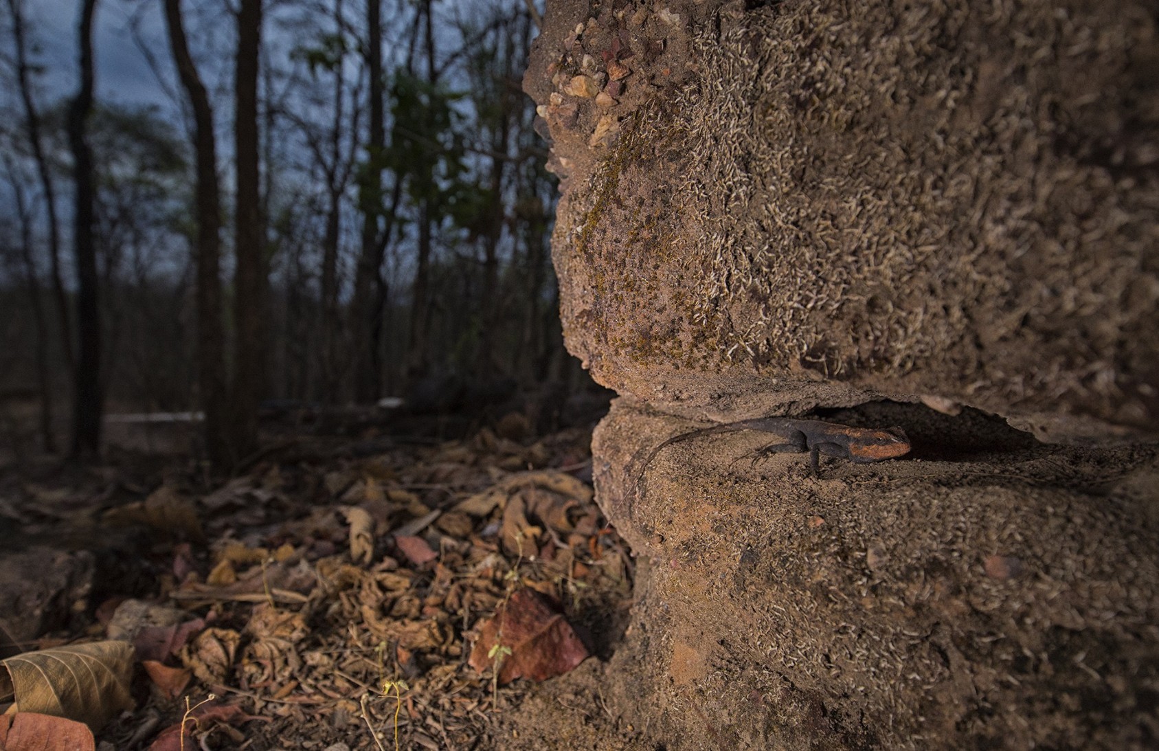 Archit PrajapatiSecond Prize – Canon Wild Clicks Season 7 Photographer of the Year