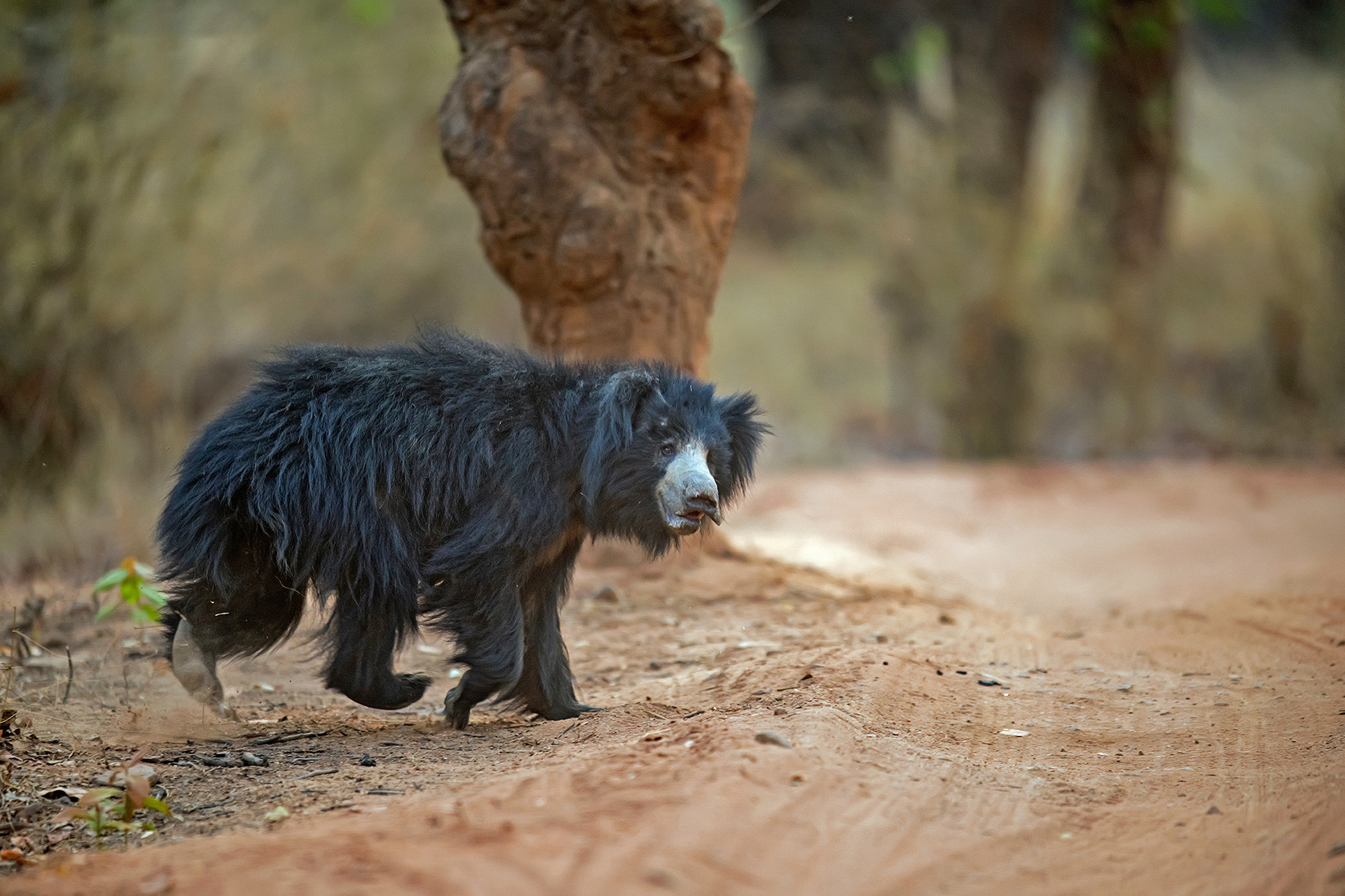 10 Things You Need To Know About Sloth Bears | Nature inFocus 10 Things You Need To Know About Sloth Bears | Nature inFocus