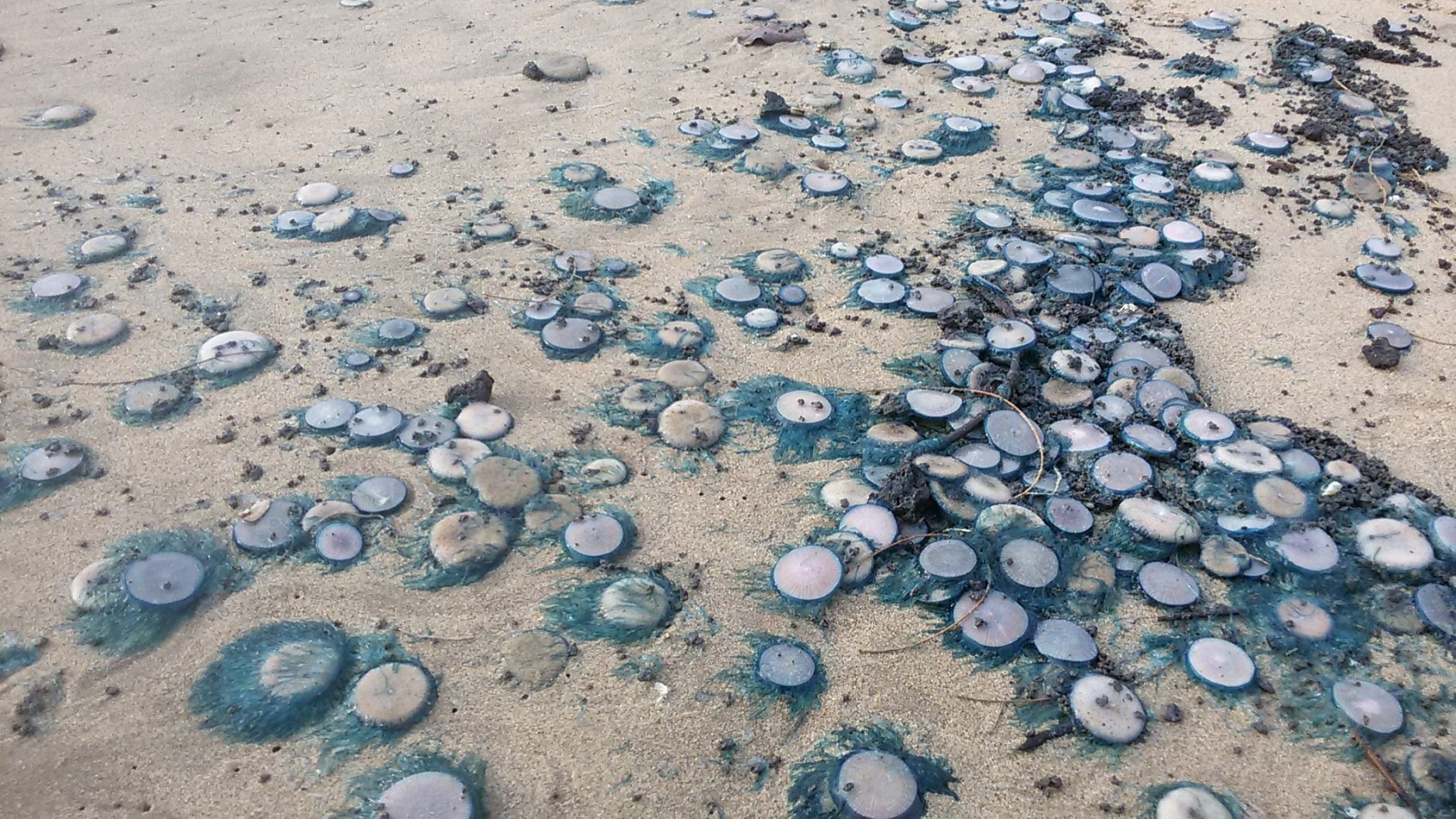 A name so nice, you have to say it twice – Porpita porpita aka Blue Buttons.KarwarPhotograph: Abhishek Jamalabad