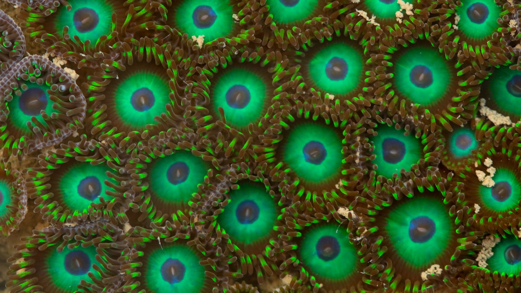 16 Species You Don't Expect To See On Mumbai's Shores slide4 Nature