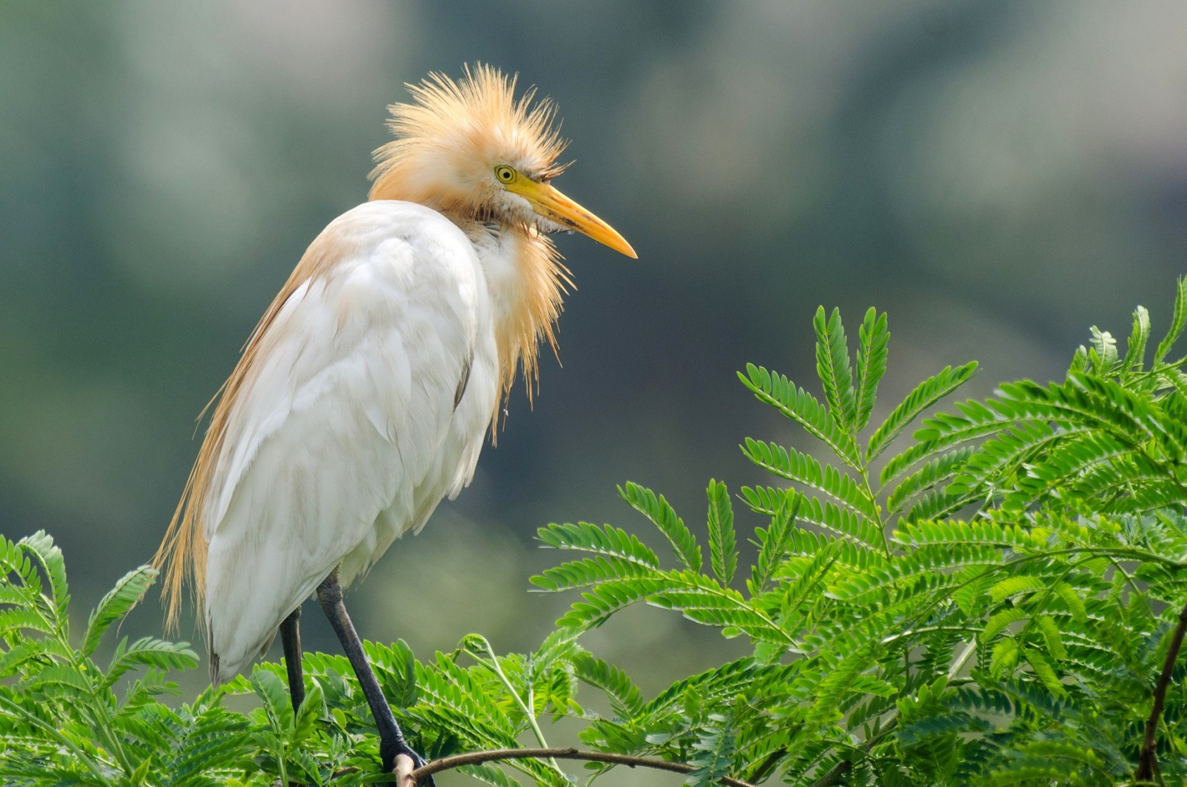 Blow-drying 101 with this Cattle Egret.Photograph: Akshay Mokal