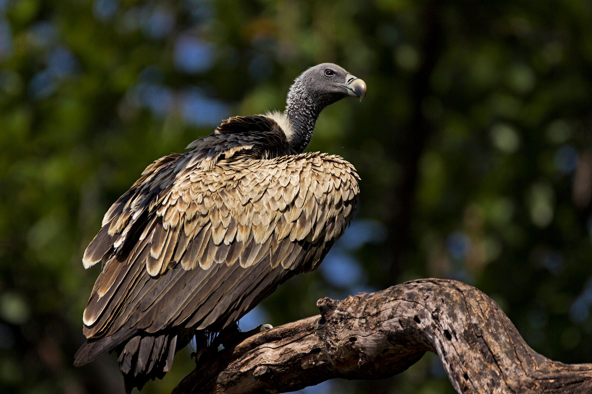 A Complete Guide To The Vultures Of India Nature inFocus