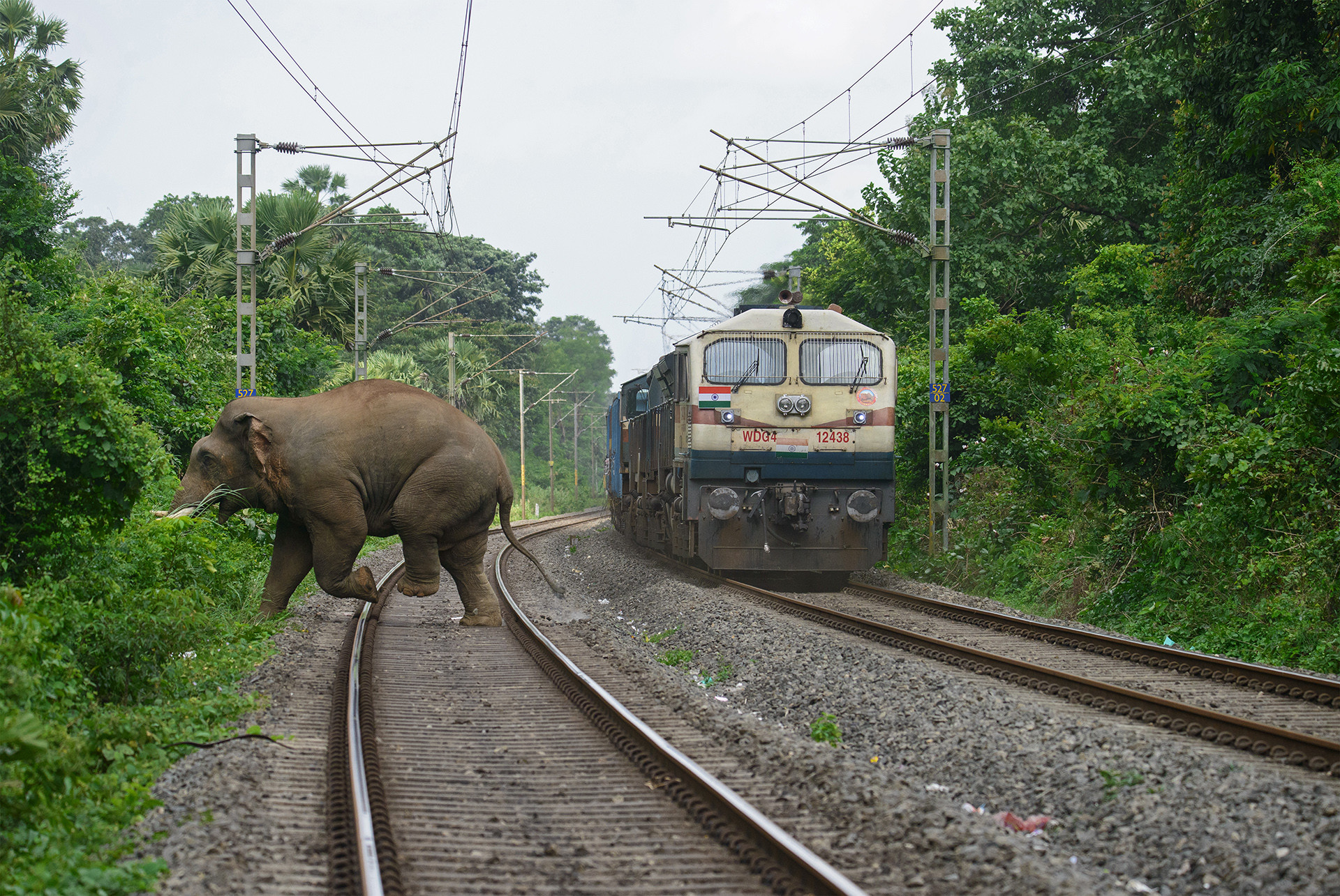 The Alarming Rise Of Wildlife Deaths On Indian Railway Lines | Nature inFocus The Alarming Rise Of Wildlife Deaths On Indian Railway Lines | Nature inFocus