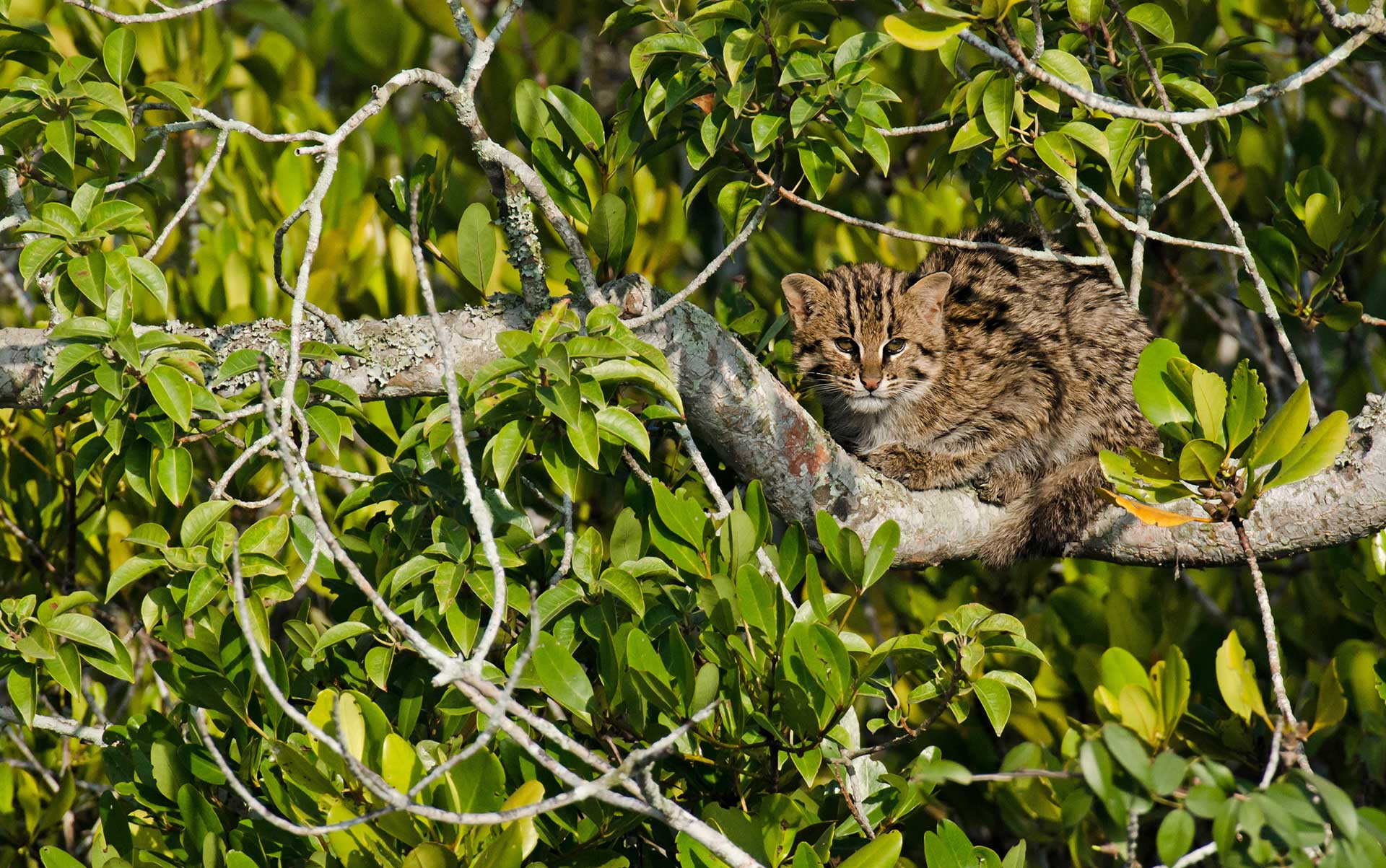 The Fishing Cat Guide Nature inFocus