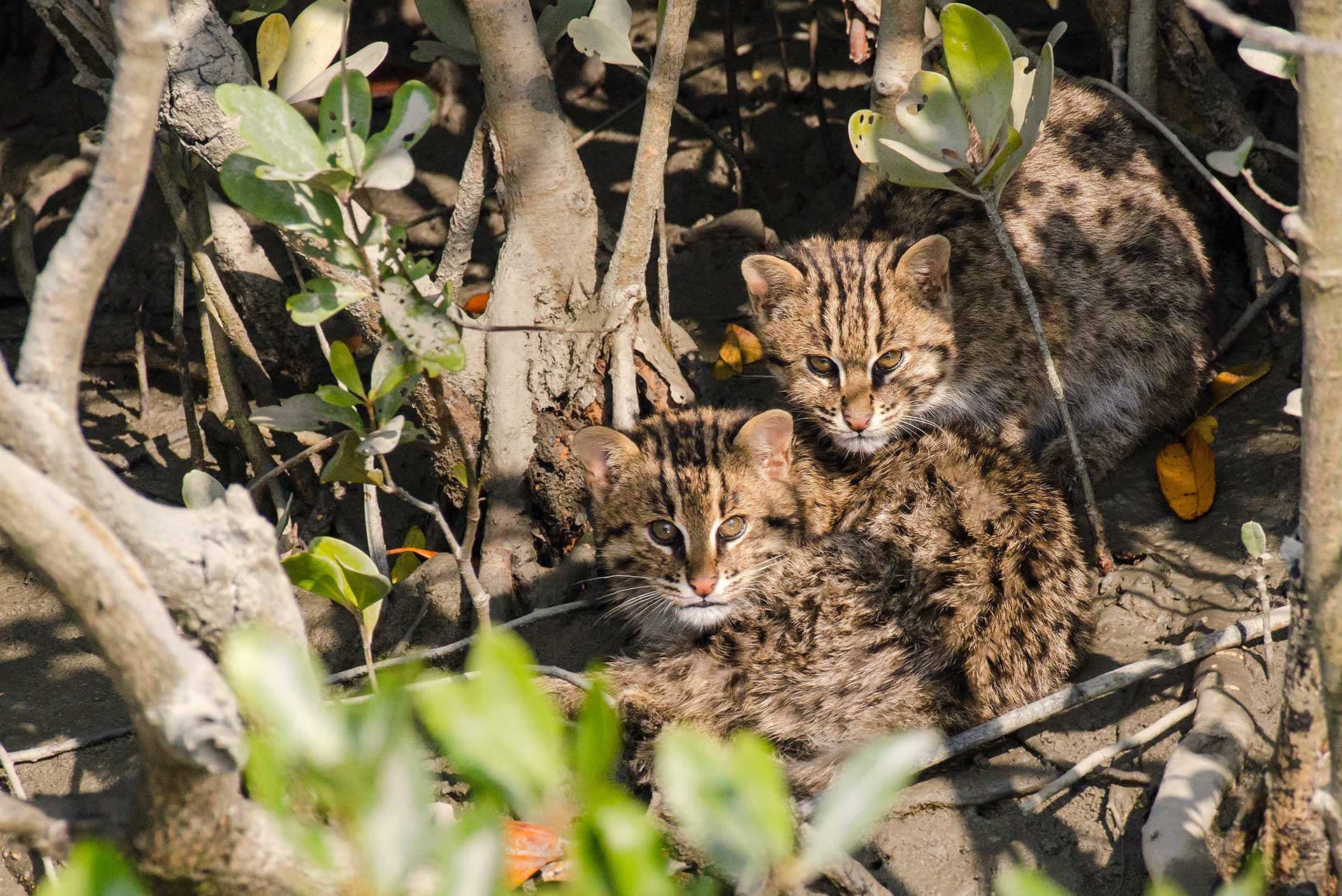 The Fishing Cat Guide Nature inFocus