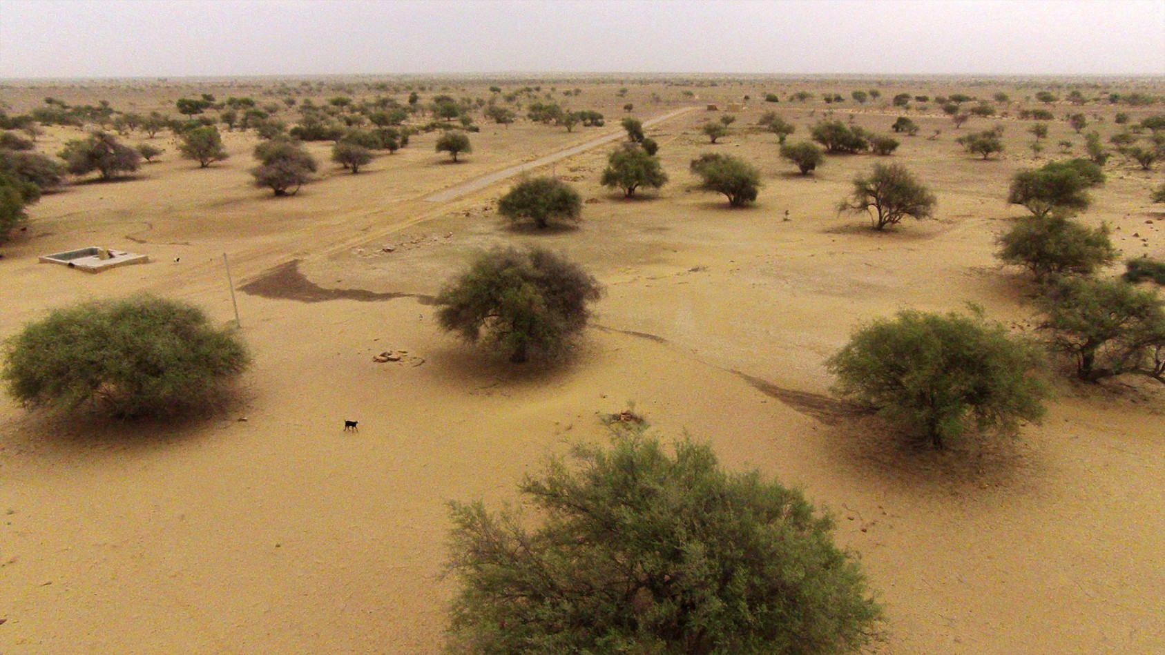 Across the Jaisalmer district in Rajasthan, are large swathes of land that bear a single species of tree: kair (Capparis decidua), jaal (Salvadora oleoides) or bordi (Ziziphus nummularia). These are orans, or groves that are sacred to a few surrounding villages. No one is allowed to chop a single branch of these trees, no one will till land here. There is usually a temple in the vicinity and the whole area is considered hallowed ground. There are very few officially notified orans. The few that are not recognised as such, have now been peppered with modern ‘green structures’ – massive windmills – churning the air to produce much of Rajasthan’s carbon credits. This is an oran of bordi, or jhad baer, trees, adjacent to a water harvesting structure.Photograph: Arati Kumar-Rao