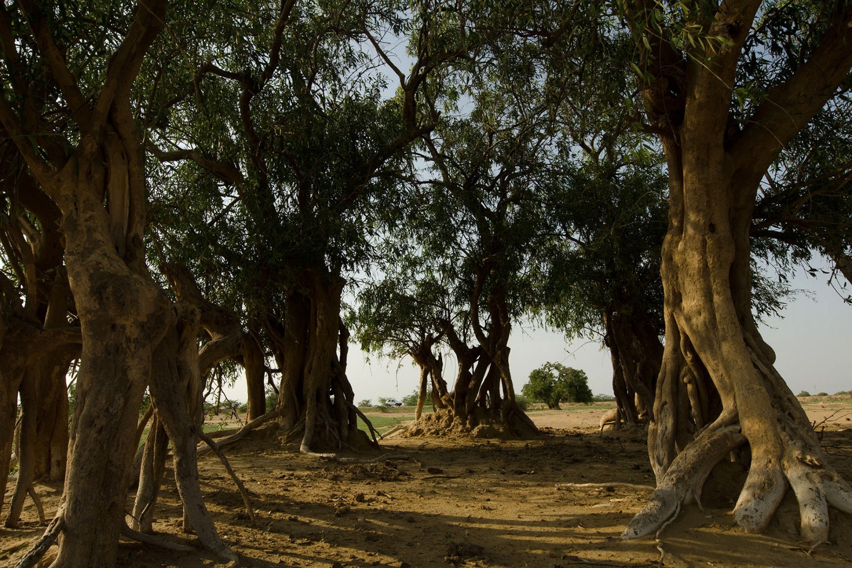 This is a cluster of jaal trees in a jaal-oran, also in Jaisalmer district. Jaal trees are hardy, and can survive long periods without rainfall. In times of scarcity in the desert, it is believed that their shade and fruit provided relief to the poor, in the same way that local gods provide relief to their devotees.Photograph: Arati Kumar-Rao