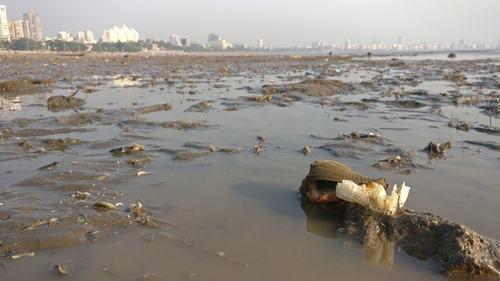Right in the midst of an urban jungle, a sea snail lays it eggs. MumbaiPhotograph: Bhavik Thaker