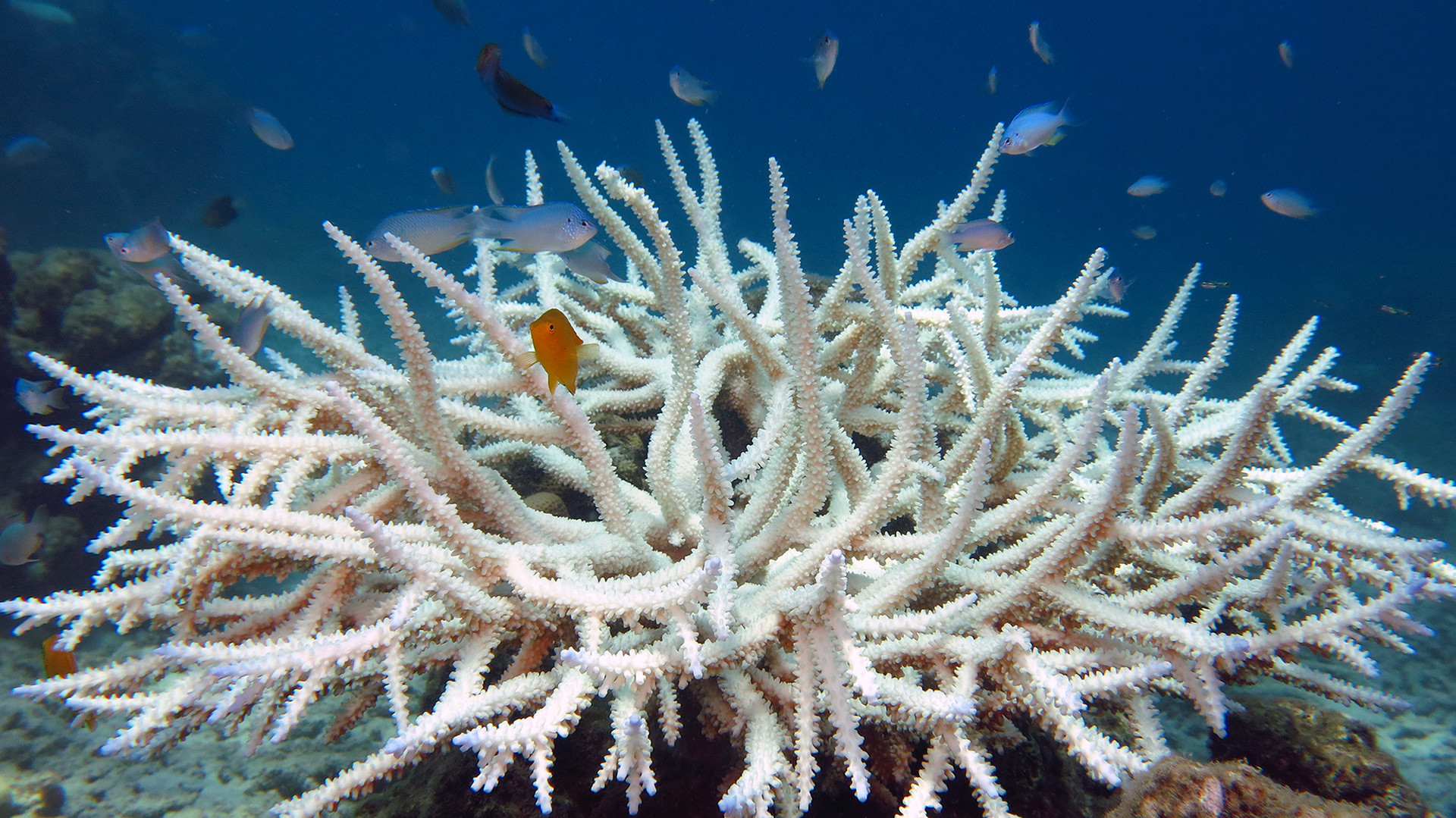 Bleached coral acoropora sp - What Does The Climate Crisis Mean For The Andaman Islands? | Nature inFocus