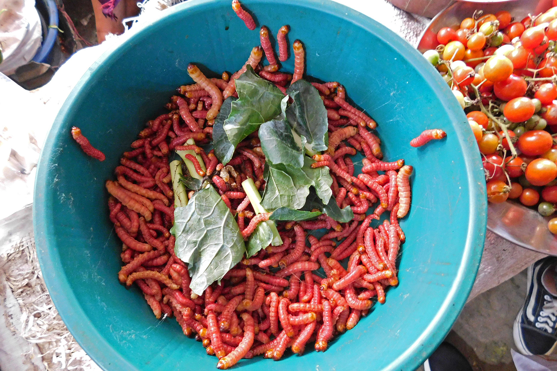 Carpenter worms for sale in mao market kohima nagaland - Are Insects The Answer To Our Food Crisis? | Nature inFocus