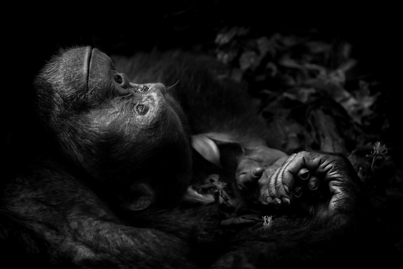 Contemplation Peter Delaney, Ireland/South Africa Winner 2017, Animal Portraits Fujifilm X-T1 + 50–140mm lens at 140mm; 1/75 sec at f2.8 (–1.3 e/v); ISO 3200. Totti couldn’t have tried harder. For more than an hour, he posed, gestured and called to entice one particular female down from the canopy, but nothing worked. The object of his desire ignored him. Peter, too, was frustrated. He had spent a long, difficult morning tracking the chimpanzees – part of a troop of some 250 – through Uganda’s Kibale National Park. It was humid, the ground was wet and the dense undergrowth meant that, whenever he did catch up with the chimpanzees, all he got was tantalizing glimpses as they swung from tree to tree. ‘Photographing in a rainforest with dim light and splashes of sunlight means your exposure settings are forever changing. Keeping my camera at its optimum ISO setting meant low shutter speeds, and as the park authorities don’t allow tripods and monopods, getting a sharp image with a hand-held camera was a challenge,’ he says. Totti was on the ground at least, but he was busy with vigorous courtship, pacing and gesticulating. It was only when he finally flopped down, worn out with unrequited love, that Peter had his chance. ‘He lay back, hands behind his head, and rested for a moment, as if dreaming of what could have been.’ 