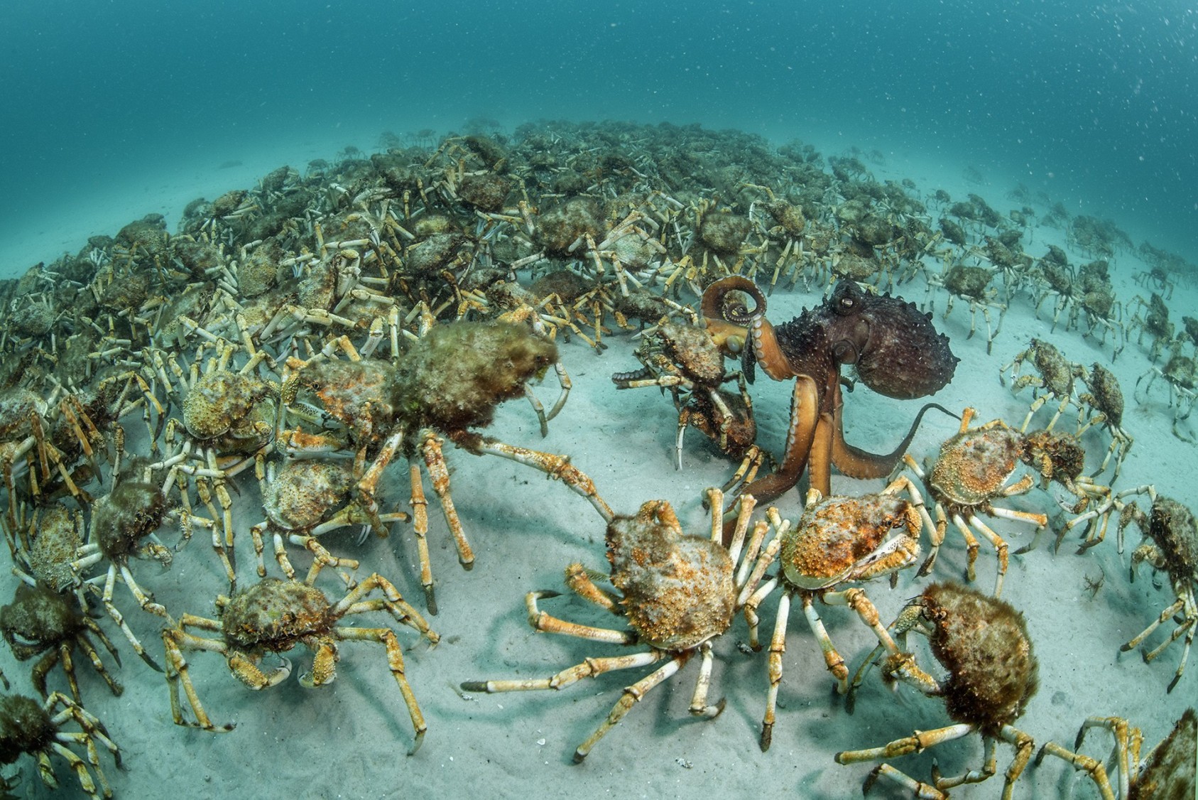 Crab surprise Justin Gilligan, Australia Winner 2017, Behaviour: Invertebrates Nikon D810 + 15mm f2.8 lens; 1/100 sec at f14; ISO 400; Nauticam housing; two Ikelite DS161 strobes. Out of the blue, an aggregation of giant spider crabs the size of a football field wandered past. Known to converge in their thousands elsewhere in Australian waters – probably seeking safety in numbers before moulting – such gatherings were unknown in Mercury Passage off the east coast of Tasmania. Justin was busy documenting a University of Tasmania kelp transplant experiment and was taken completely by surprise. A single giant spider crab can be hard to spot – algae and sponges often attach to its shell, providing excellent camouflage – but there was no missing this mass march-past, scavenging whatever food lay in their path on the sandy sea floor. ‘About 15 minutes later, I noticed an odd shape in the distance, moving among the writhing crabs,’ says Justin. It was a Maori octopus that seemed equally delighted with the unexpected bounty. Though large – the biggest octopus in the southern hemisphere, with muscular arms spanning up to 3 metres (10 feet) and knobbly, white-spotted skin – it was having trouble choosing and catching a crab. Luckily for Justin, the stage was set with clear water and sunlight reflecting off the sand. He quickly adjusted his camera and framed the octopus finally making its catch. 
