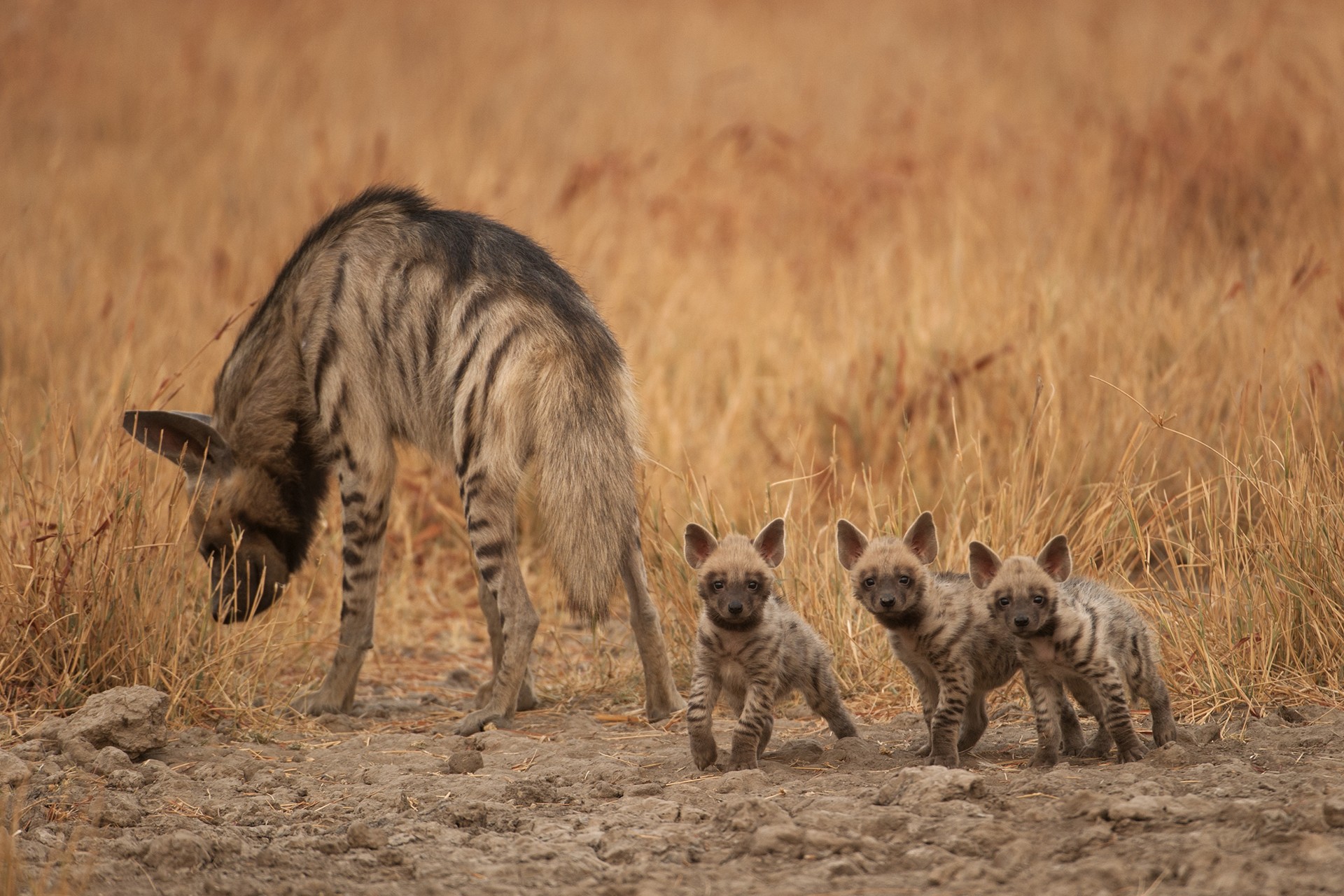 The Wild Canids India Project Nature Infocus