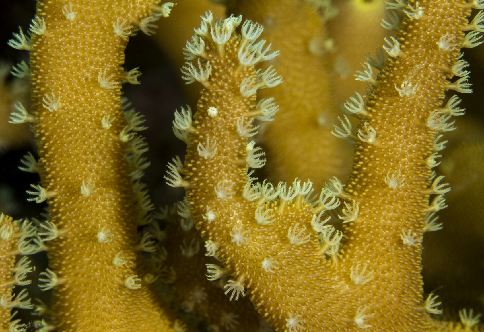 At first glance, Finger Leather Coral looks just like normal hard calcium structures. Once I took this photograph with a  macro lens and noticed the coral’s microscopic details, I saw how pretty it really looks, with all these polyps on its skin.