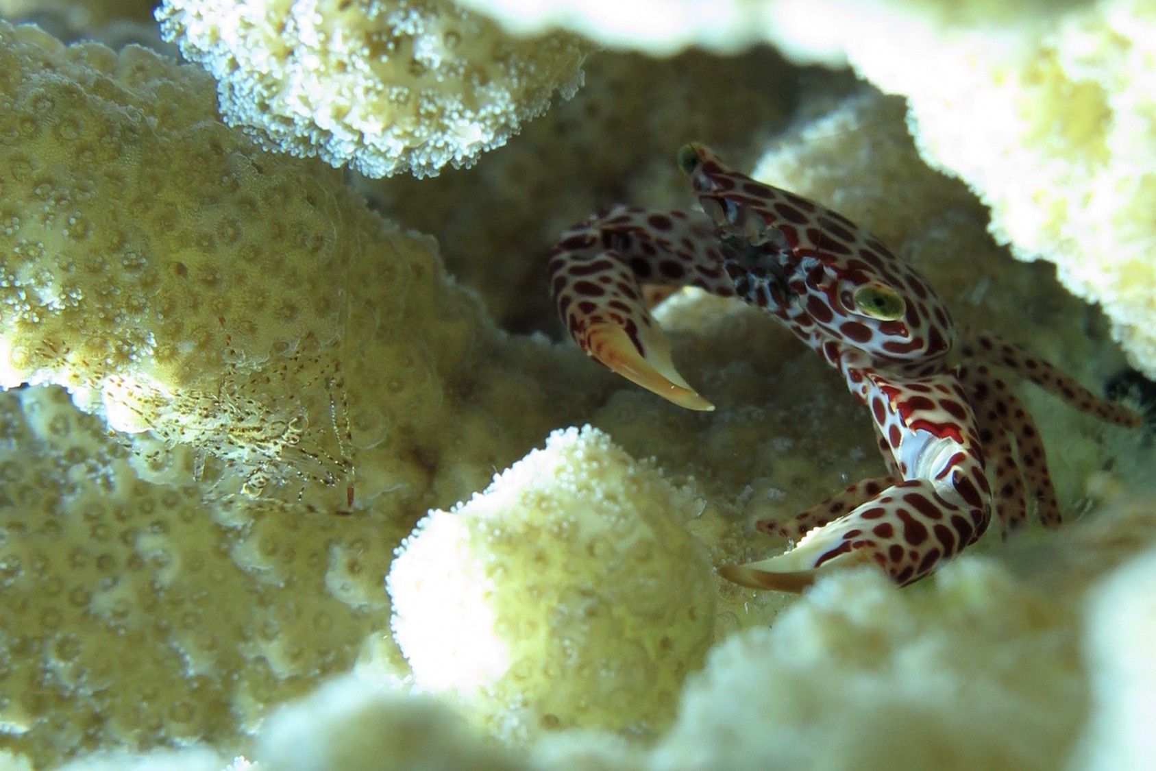 The Pocilloporid Crab (Trapezia spp.) lives inside colonies of the coral Pocillopora. They defend their territories aggressively, and feed off the nutritious mucus of the coral. Here, a crab is seen facing the transparent body of a little shrimp (Ancylomenes spp.) that also lives in this coral colony.