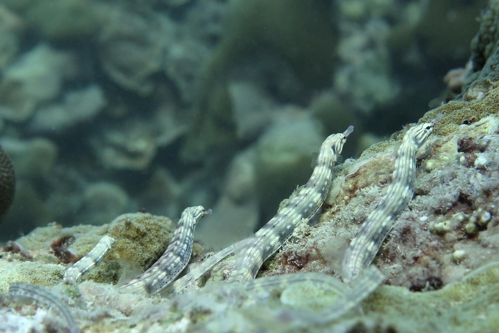A posse of Scribbled Pipefish (Corythoichthys intestinalis) reef-watching in the lagoon of Bitra, in the Lakshadweep. Pipefish are relatives of the seahorse, but they do not swim upright and have a slightly different morphology. Like seahorses however, the male pipefish carries the offspring after reproduction and provides most of the parental care to the young.