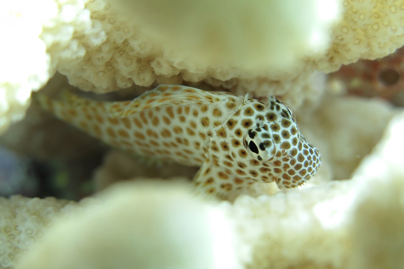 A Leopard Blenny (Exaliias brevis) camouflages against the brown coral polyps on a colony of Pocillopora. It has a series of comb-like protruberances near its upper jaw used for scraping food off surfaces.