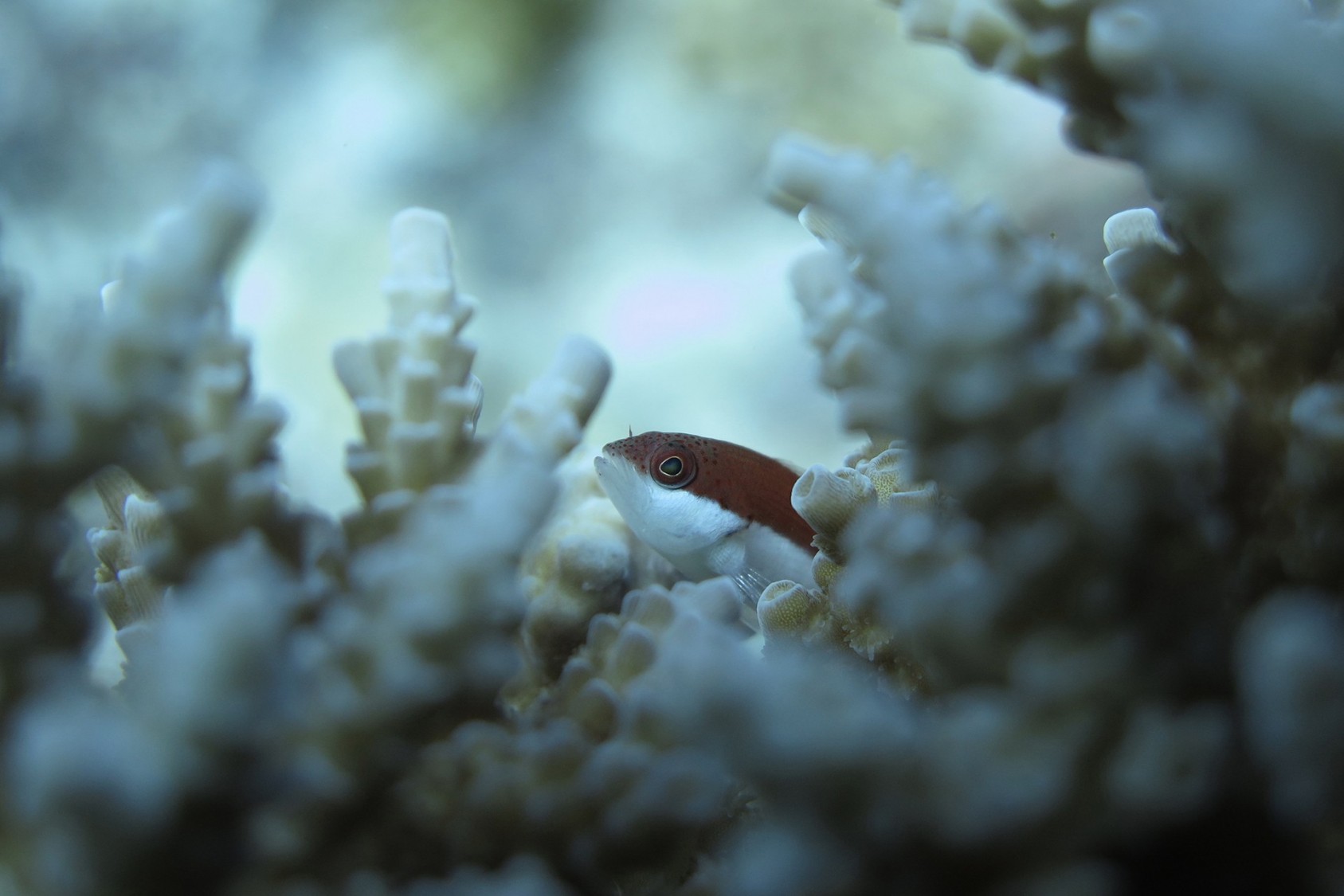 Freckled Hawkfish (Paracirrhites fosteri) change colour through their lives, but are identifiable by the permanent freckles on their face. The juvenile pictured here is learning how to perch on coral and lie in wait for its prey – usually smaller fish and shrimp swimming by. As ambush predators, they attack in a surprising burst of speed.