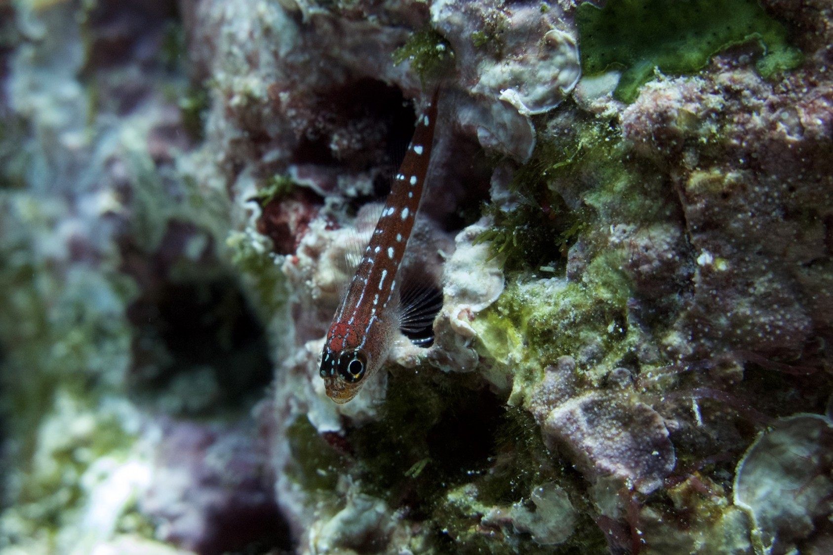 Striped Triplefins (Helcogramma striatum) are some of the most ubiquitous fish on reefs, but it’s easy to miss them because of their small size (a few cm at most) and their tendency to scatter quickly when approached. They like to hang upside down on coral boulders, watching for drifting bits of food in the marine plankton.