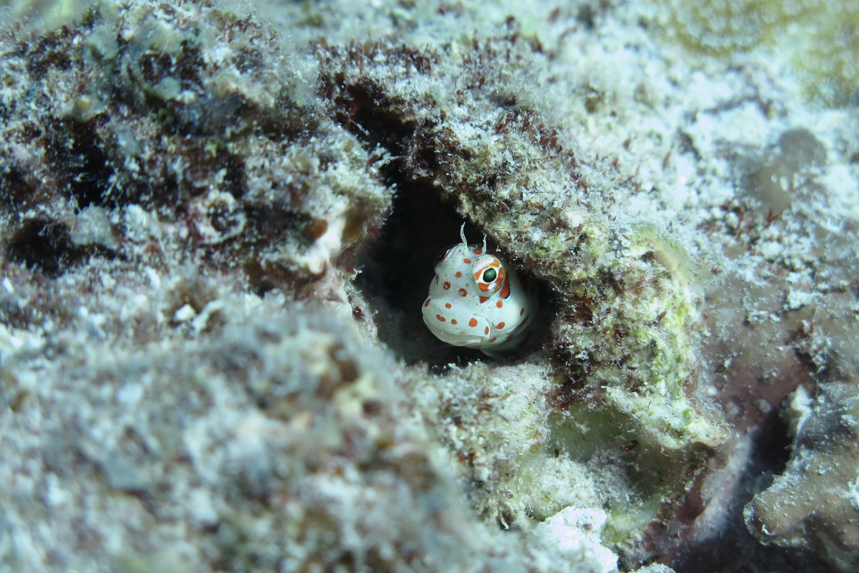 The Orange-spotted Blenny (Blenniella chrysospilos) is widespread in the Indo-Pacific and is commonly found in high-wave environments, where it inhabits small holes and feeds on algae and associated detritus.