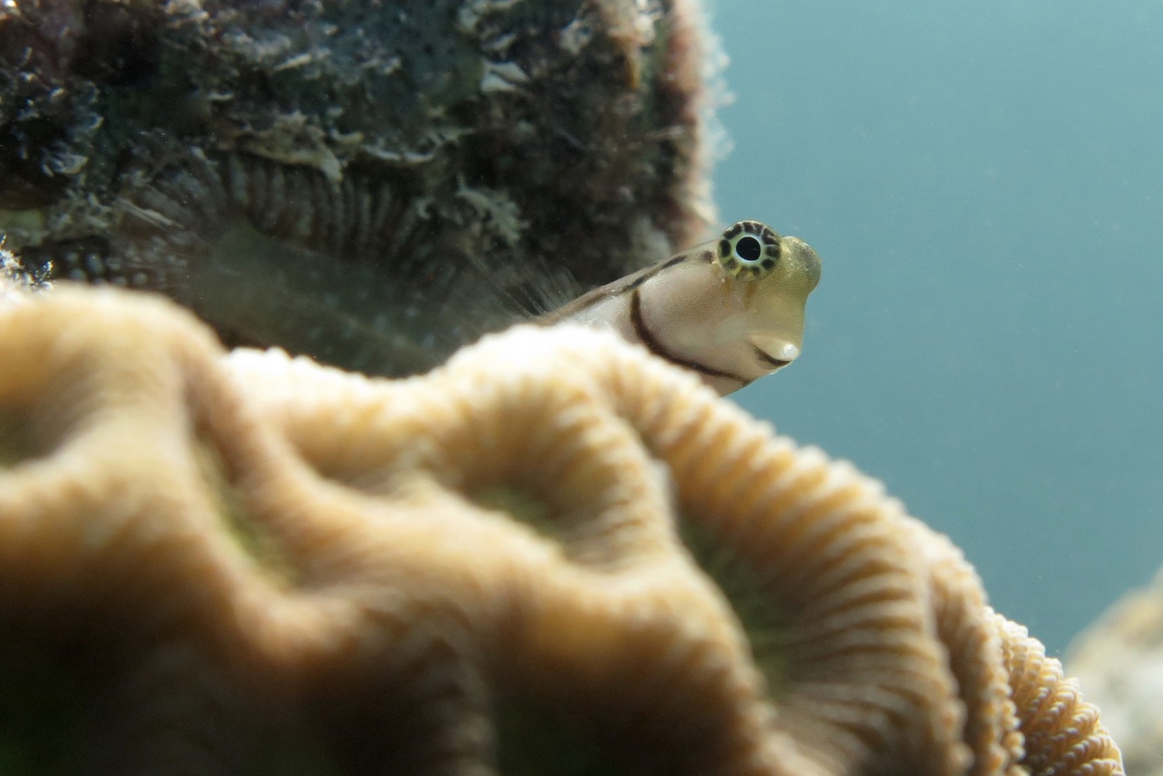 Combtooth blennies, so called because of the way their teeth are arranged, frequently appear to be smiling at some inside joke. They are often seen hopping over rocks and coral boulders and perching on little lookouts to survey their surroundings.