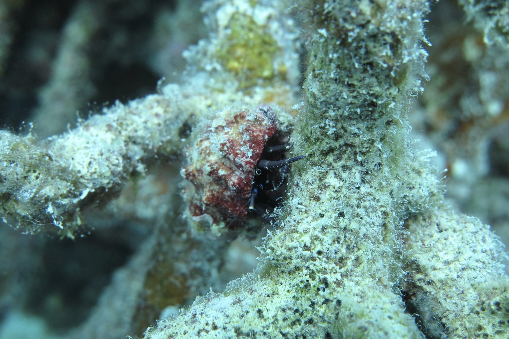 When a coral dies, it gets covered in algae and detritus. Dead coral also provide habitat for a variety of reef organisms. Here, a hermit crab peeks out from under its shell, navigating its way along a coral branch.