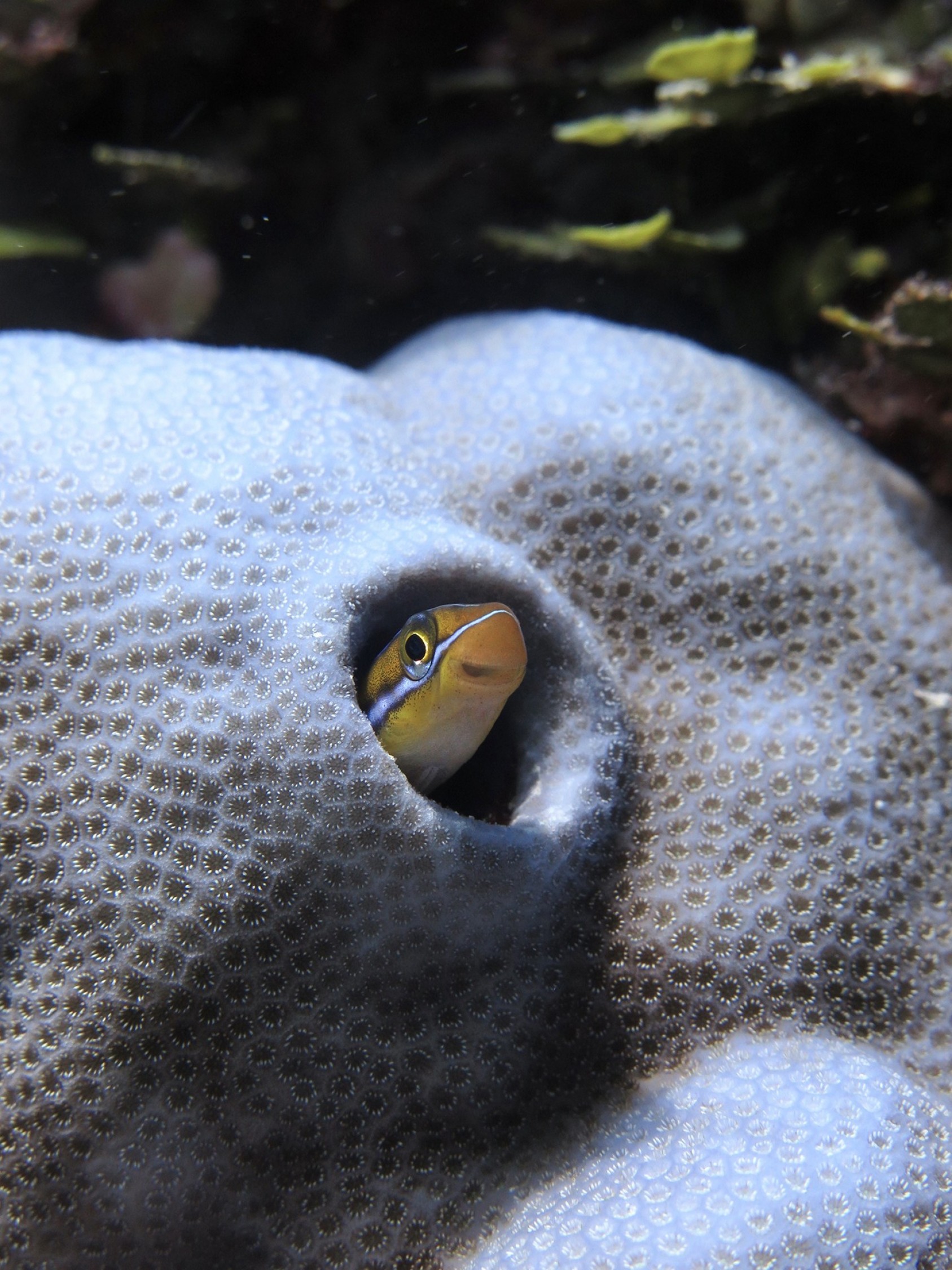 The Bluestriped Fangblenny (Plagiotremus rhinorhynchos) has a deceptively goofy smile but this fish is actually a mimic of the cleaner wrasse. Cleaner wrasses perform an important function on reefs – they clean the parasites and bacteria off the skin of other fish. The Bluestriped Fangblenny disguises itself as a cleaner wrasse but it cheats – it pretends to clean fish when it is actually taking bites off of its unsuspecting victims. Its venom contains an opioid that dulls the pain of its bite and gives it time to escape.