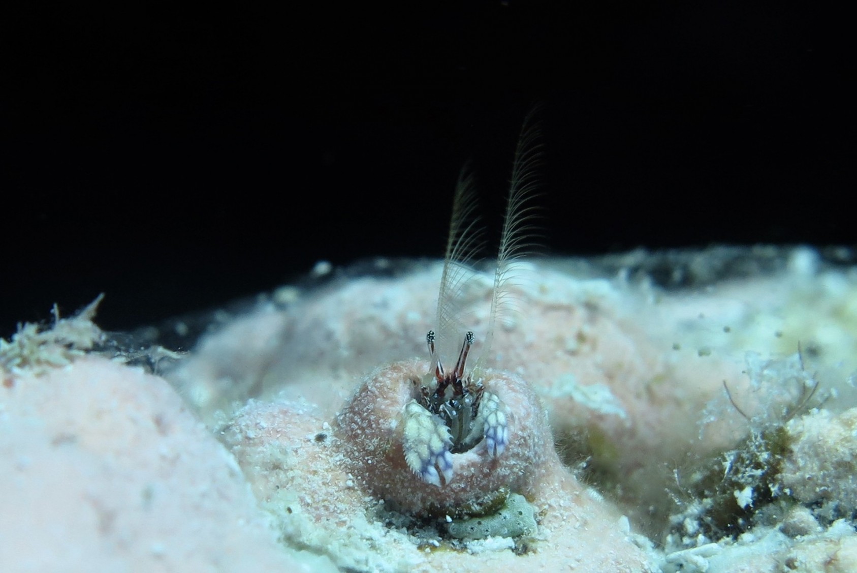 Some hermit crabs do not live in shells, but occupy wormholes in coral. Species of this genus (Paguritta) are barely a centimetre in length and have a special pair of feathered antennae that they use to filter the water for food. This crab is a great example of how a species is able to establish a specialised niche for itself in a complex habitat.