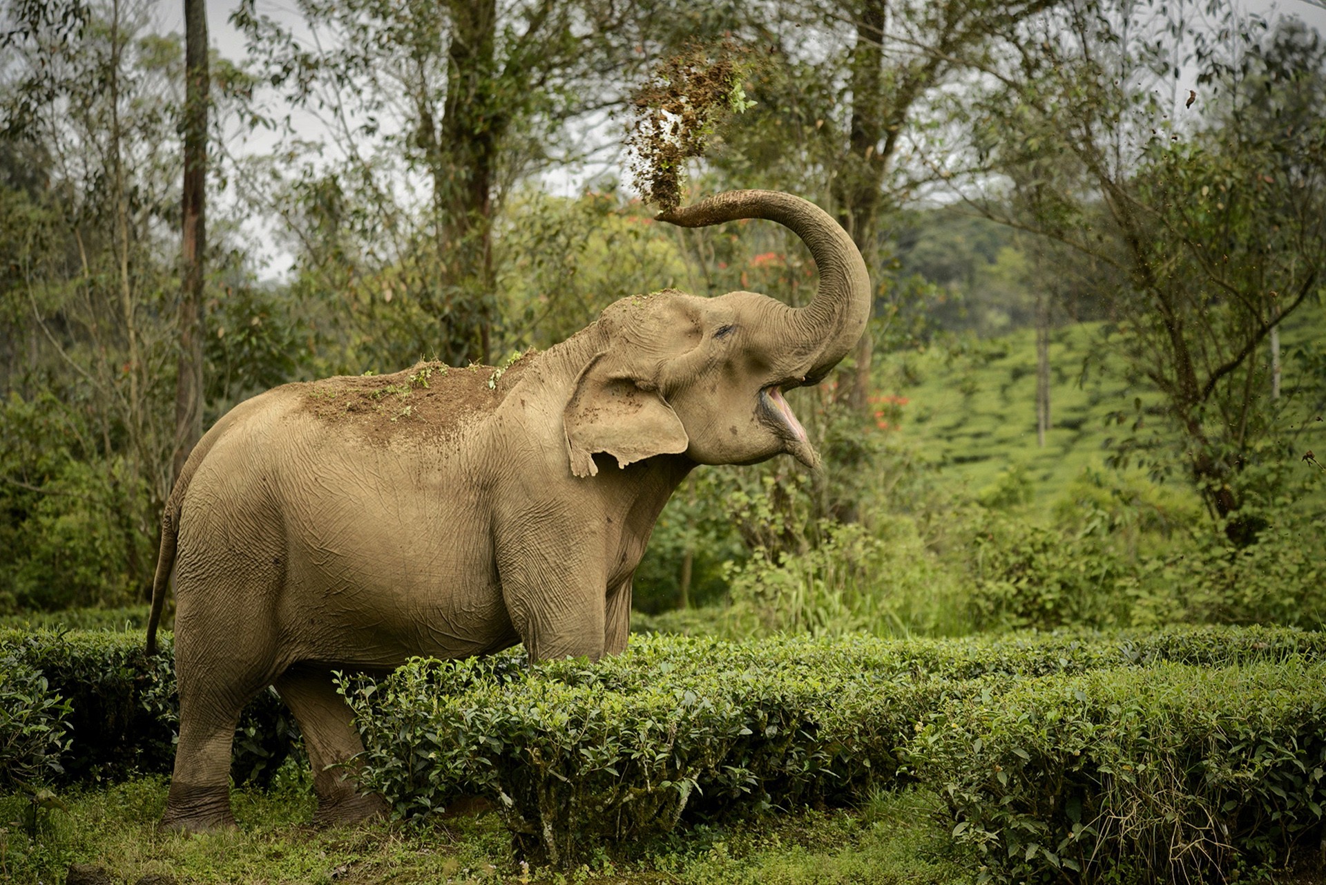 Gan mid res - Quick Five: Sreedhar Vijayakrishnan | Nature inFocus