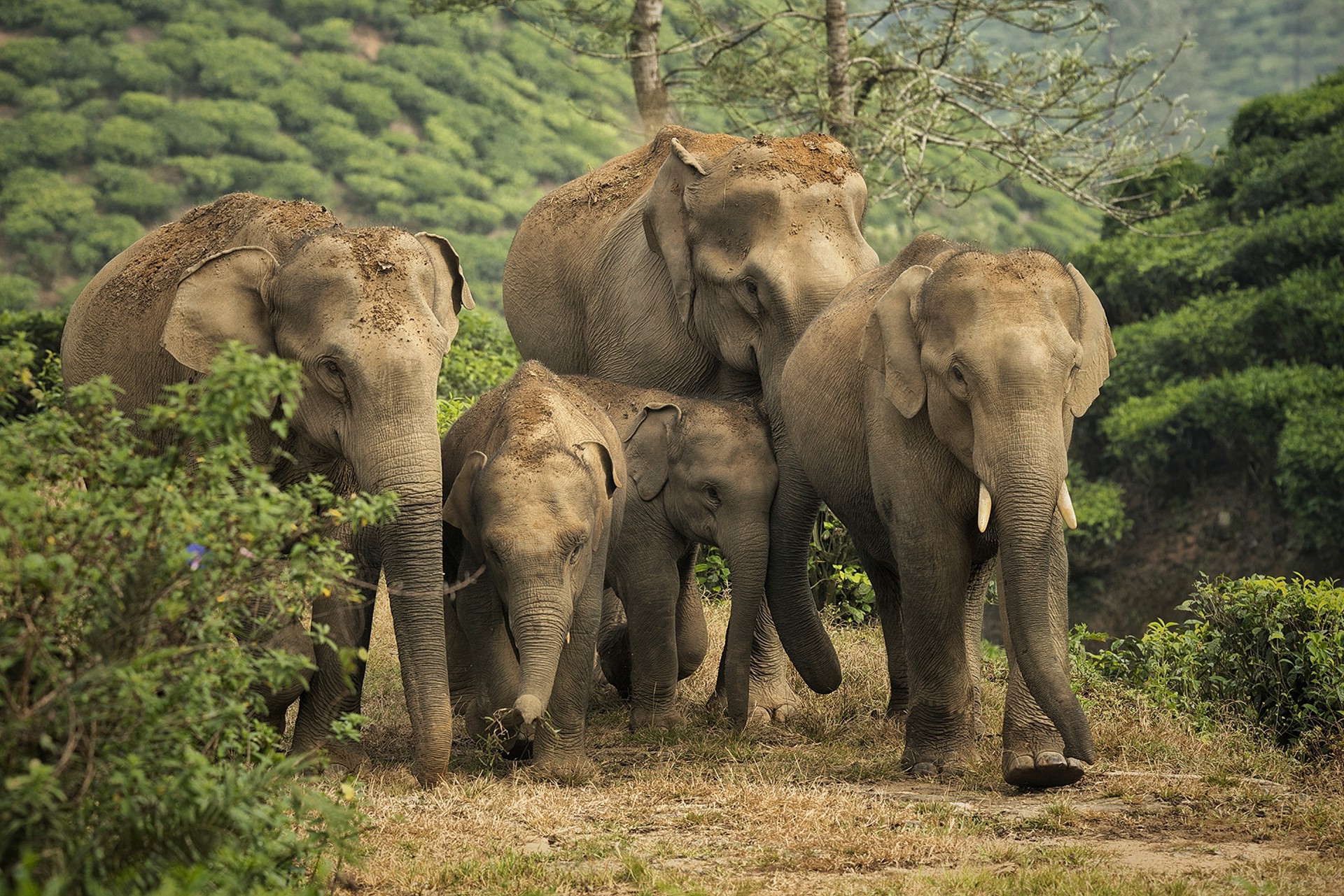 Gan - Quick Five: Sreedhar Vijayakrishnan | Nature inFocus