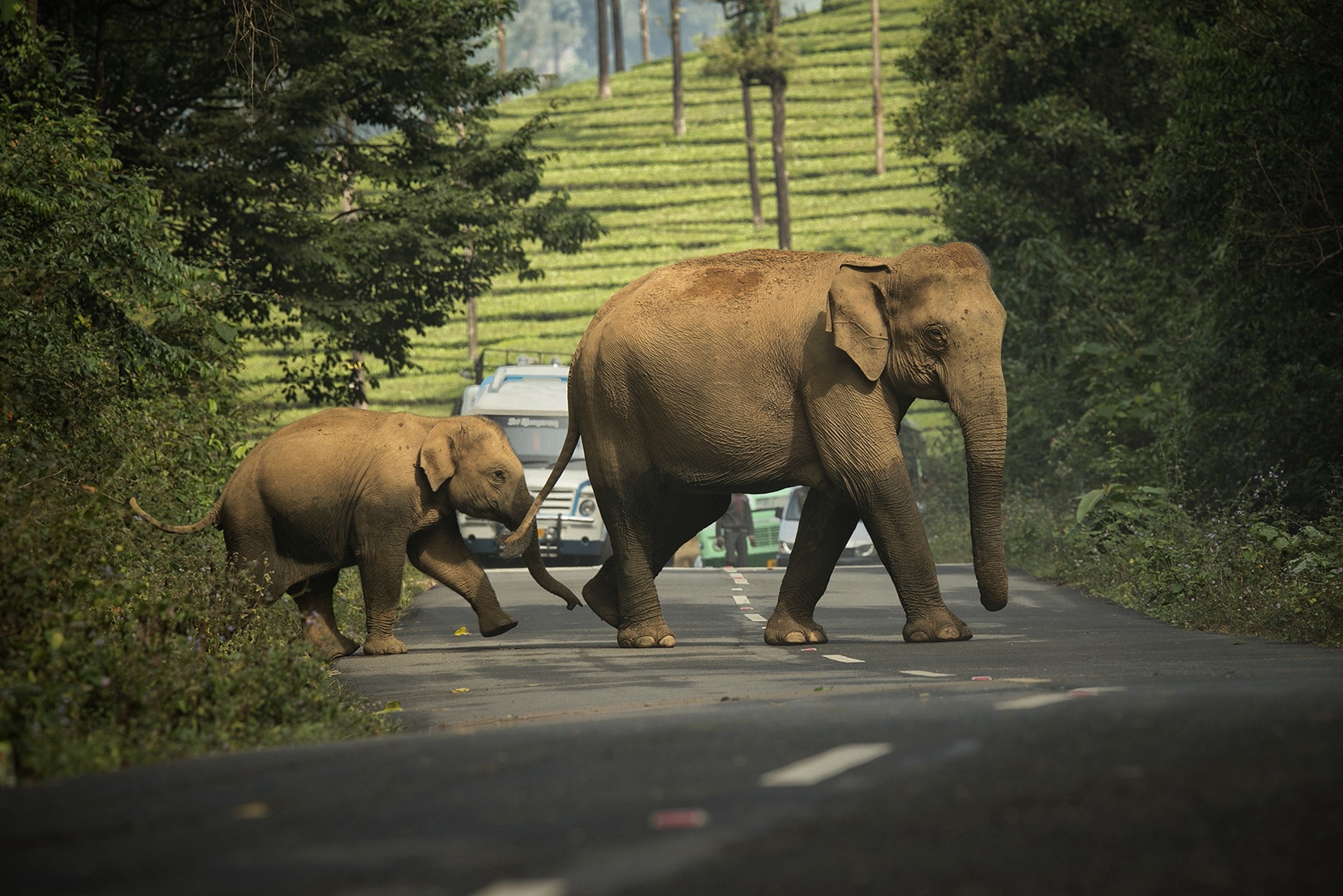 Gan - Quick Five: Sreedhar Vijayakrishnan | Nature inFocus