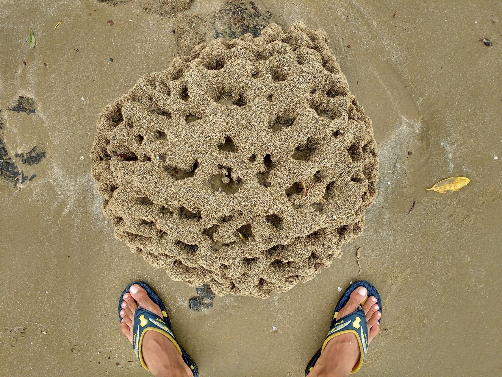 Stopping to see the weird and the wonderful with these Polychaete worm burrows.KarwarPhotograph: Gaurav Patil