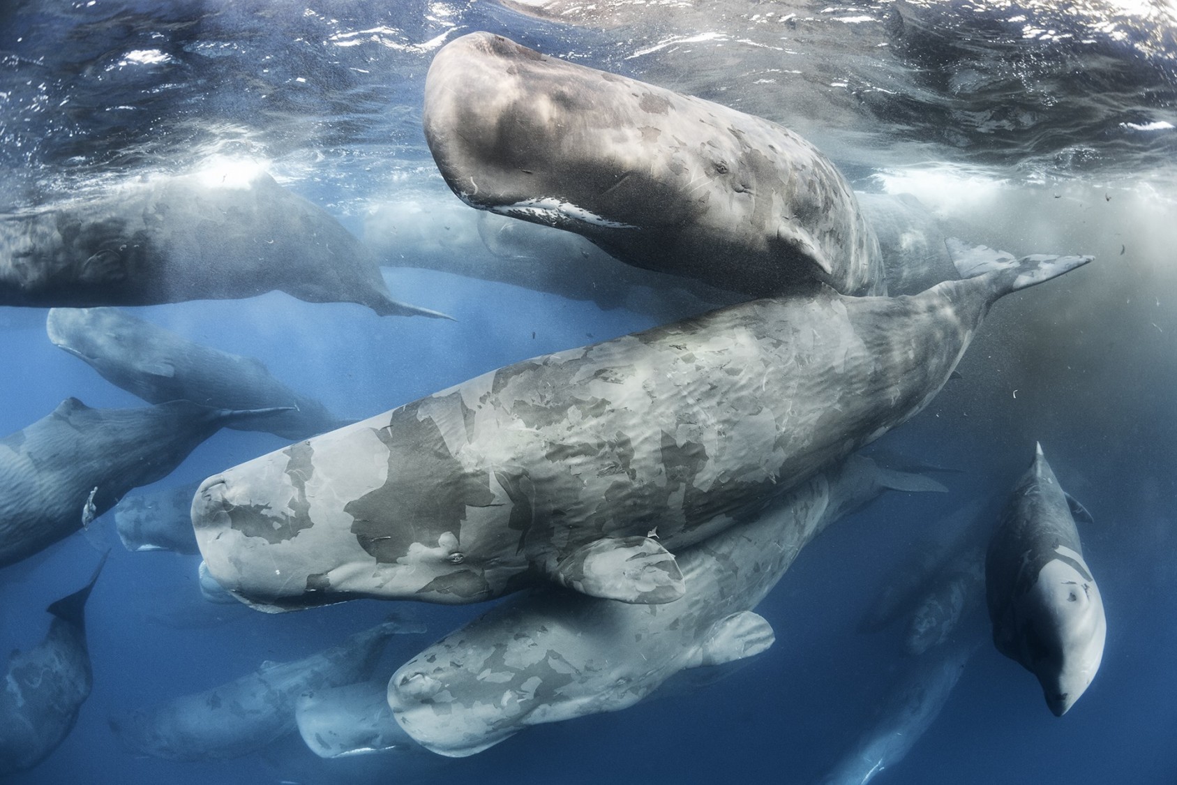Giant gathering Tony Wu, USA Winner 2017, Behaviour: Mammals Canon EOS 5D Mark III + 15mm f2.8 lens; 1/250 sec at f6.3; ISO 800; Zillion housing + Pro-One optical dome port. Dozens of sperm whales mingled noisily off Sri Lanka’s northeast coast, stacked as far down as Tony could see. This was part of something special – a congregation of dozens, perhaps hundreds, of social units, like a kind of gathering of the clans. Sperm whales are intelligent, long-lived and gregarious, and groups play, forage, interact and communicate in different ways and have distinctive cultures. Aggregations like this could be a critical part of their rich, social lives but are rarely reported. Some two thirds of the sperm whale population was wiped out during the peak of industrialized whaling in the twentieth century. But commercial whaling was banned in 1986, and this kind of major gathering could be ‘a sign that populations are recovering’, says Tony, who has spent 17 years studying and photographing sperm whales. Tactile contact is an important part of sperm whale social life, but rubbing against each other also helps slough off dead skin. So the water was filled with a blizzard of skin flakes. More photographically challenging was the smearing of the camera-housing dome with oily secretions from the whales and thick clouds of dung released as they emerged from the gigantic cluster. But through continually swimming to reposition himself and the tolerance of the whales themselves, Tony got a unique photograph of the mysterious Indian Ocean gathering. 