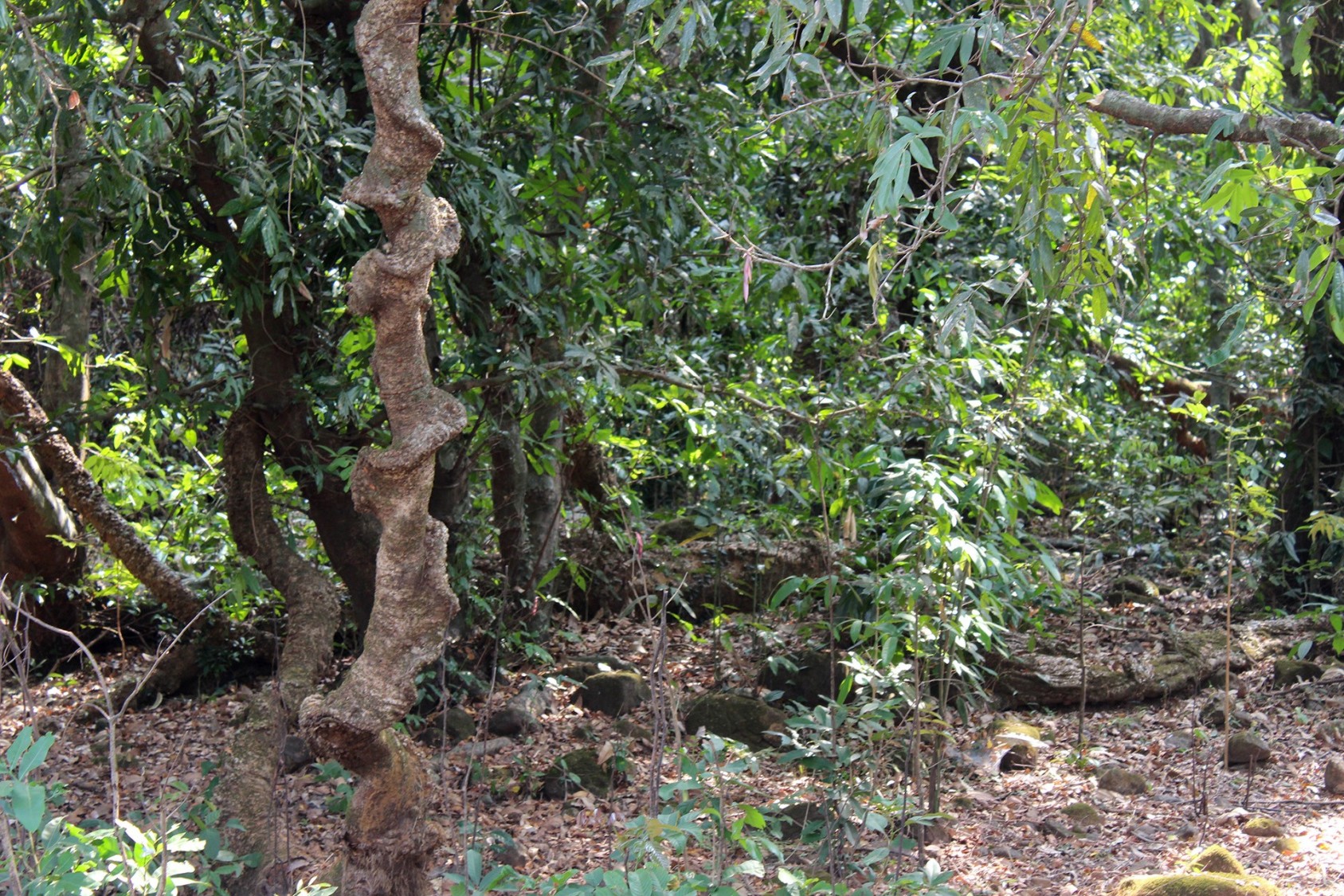 This is another photograph of the sacred grove in Sindhudurg District. The idol of Vetal Dev can be found outside a temple in this sacred grove. This ancient folk-deity is revered as a warrior and protector of the people and their habitat.Photograph: Gowri Mallapur