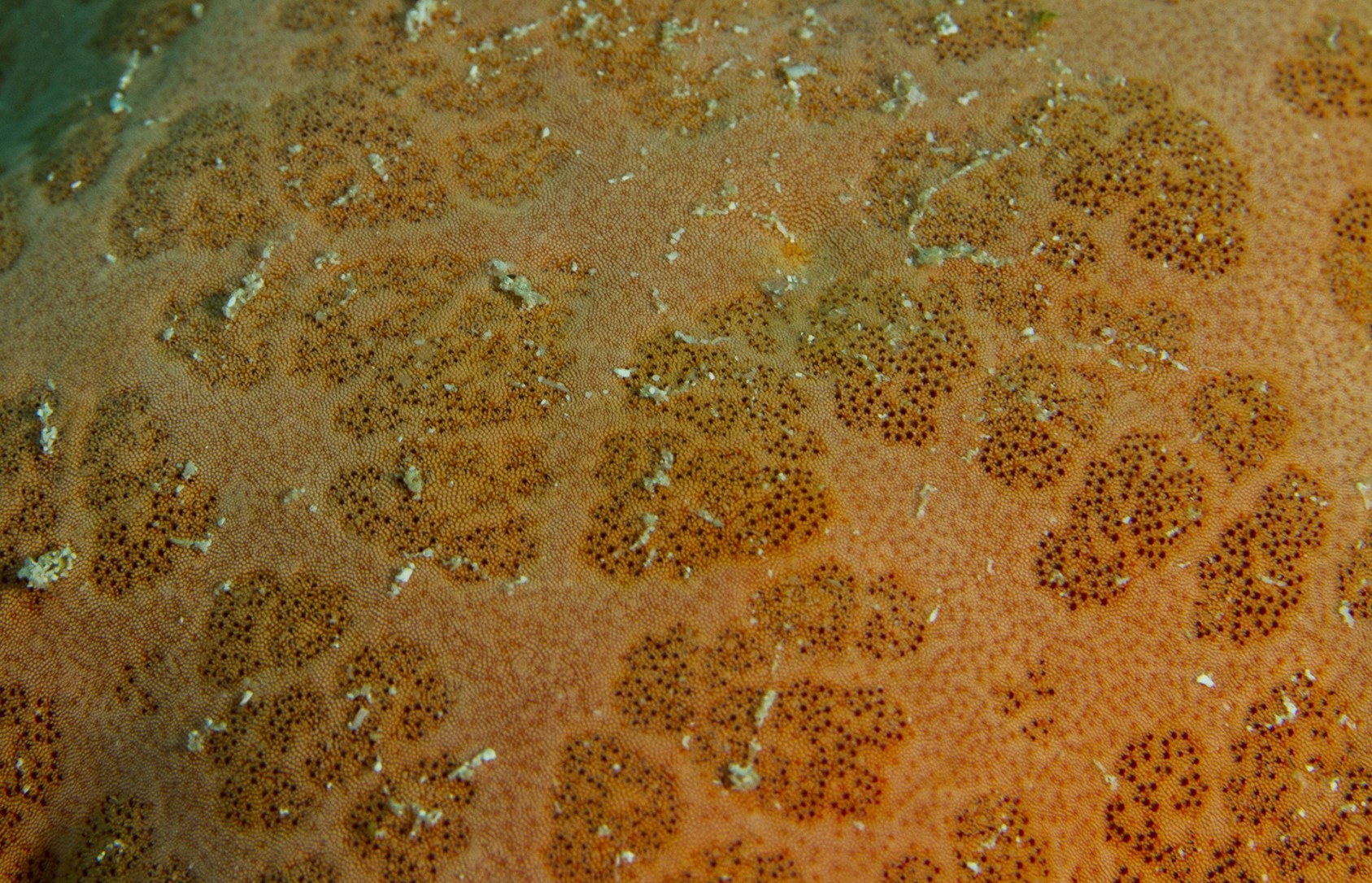 The skin of a Granulated Sea Star is spotted and rich in texture. Look at the clusters of small brown papillae on the central part of the body. Though its skin looks soft, its body is stiff and rigid. These sea stars are commonly found in the Indo-Pacific region.