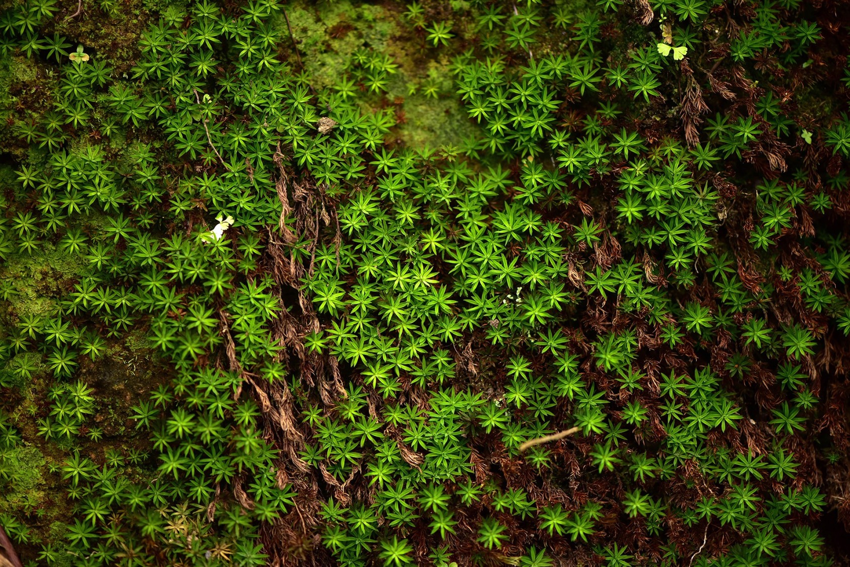 A perfect example of why you should pay more attention to Star Moss. Valparai, Anamalai Tiger ReservePhotograph: Harishvara Venkat