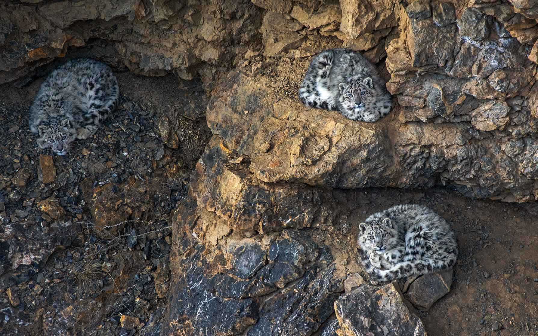 Himachal Pradesh Ladakh SnowLeopard Liton Paul | Nature Infocus