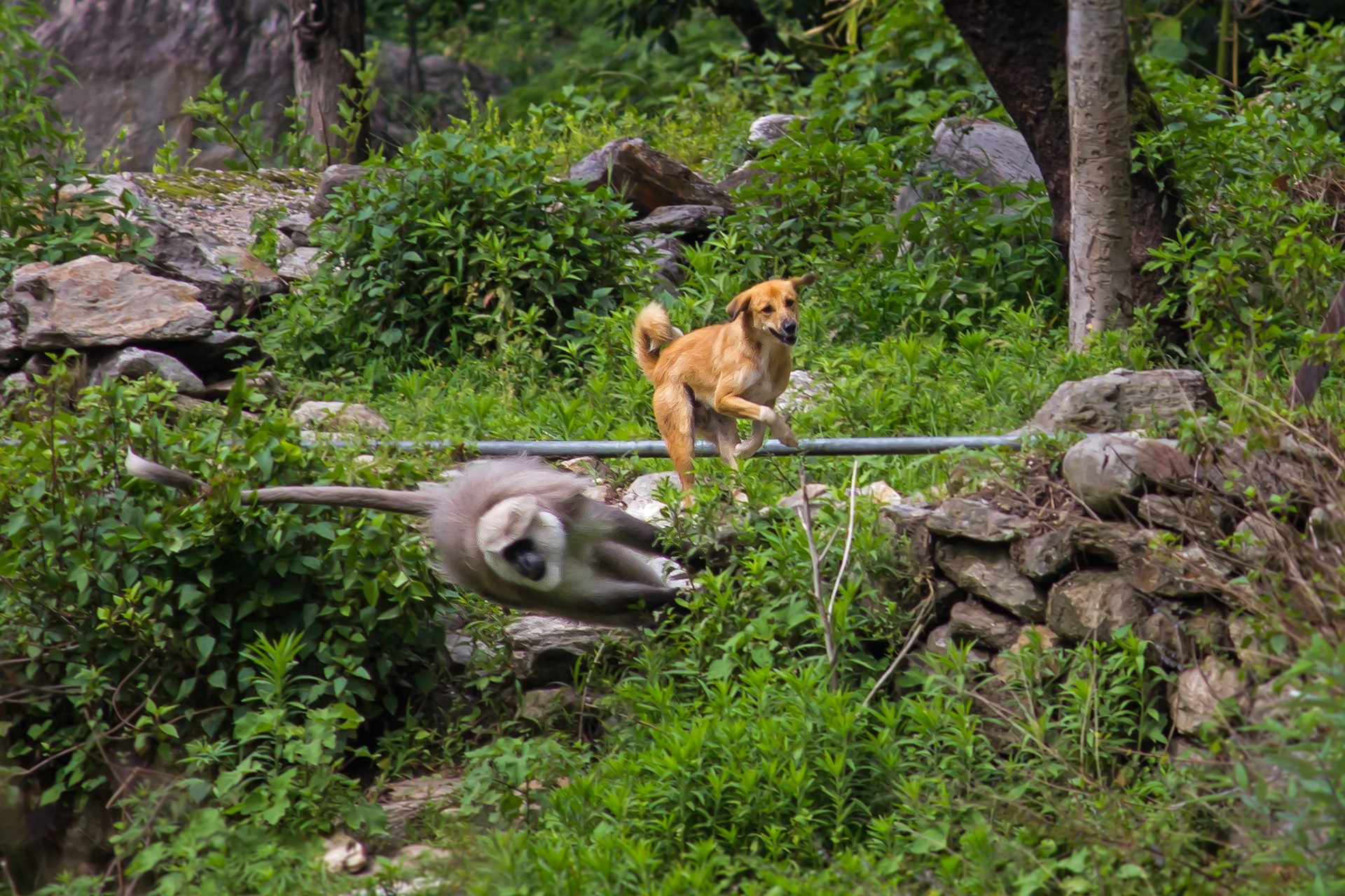Himani langurs - Living With Langurs | Nature inFocus