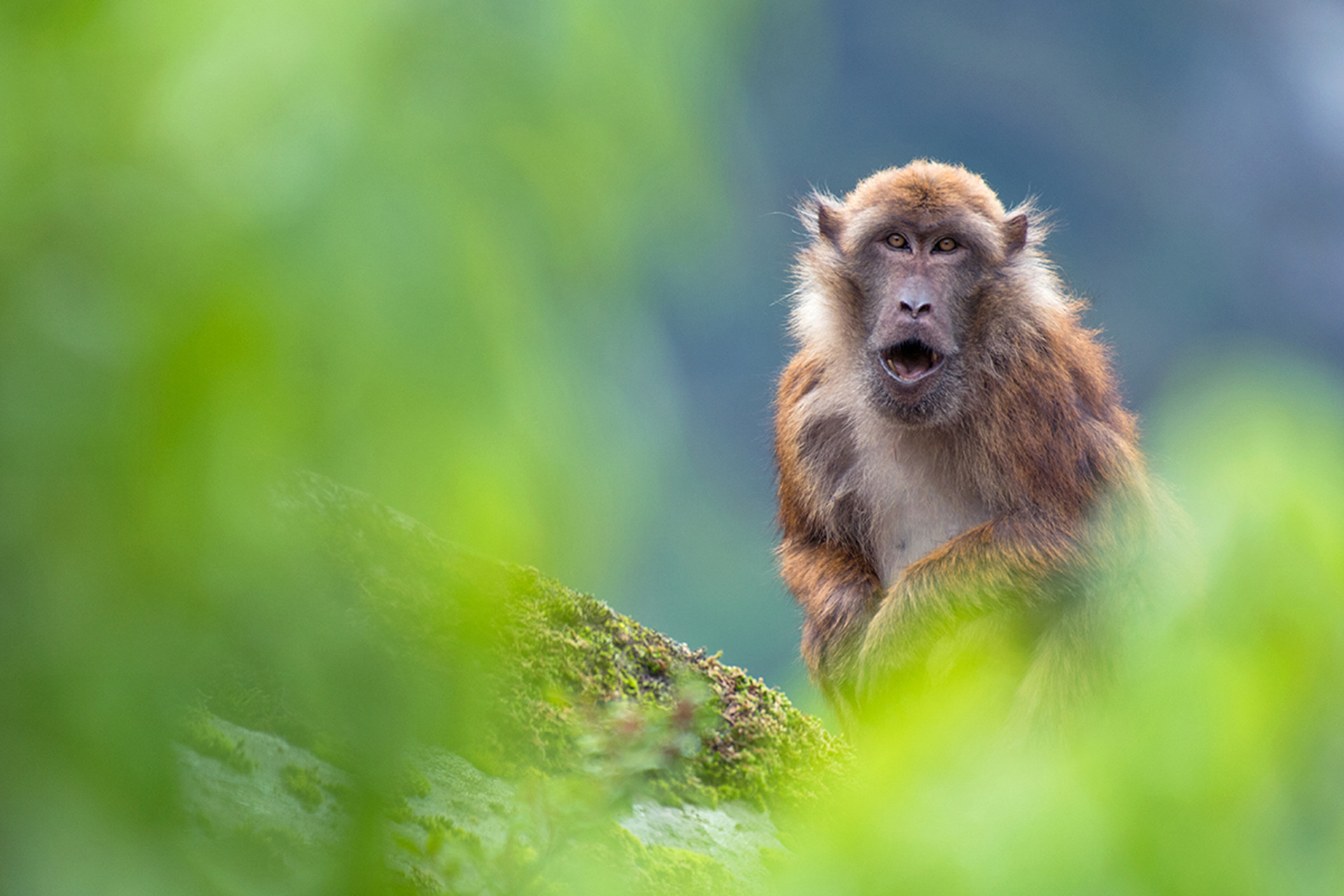 Hiren khatri - Seven Of India's Primate Species Are In Danger | Nature inFocus
