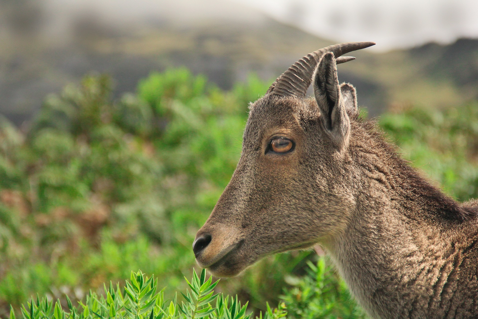 The Nilgiri Tahrs Of Eravikulam National Park | Nature inFocus The Nilgiri Tahrs Of Eravikulam National Park | Nature inFocus