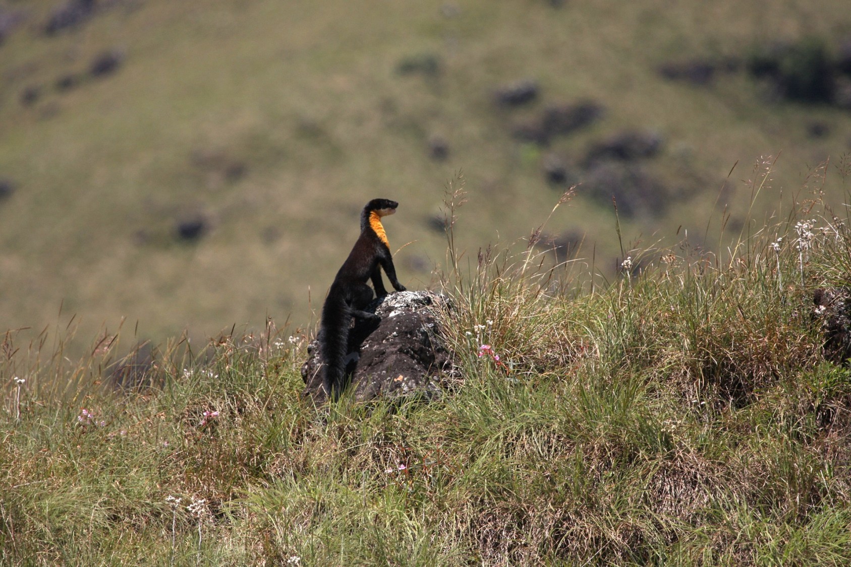 Few biologists have been fortunate enough to sight the Nilgiri Marten (Martes gwatkinsii).The only species of marten found in southern India, they’re so rarely seen that no scientific study has been done on them yet.Most of what we know about the Nilgiri Marten today is based on scattered sightings and anecdotal observations.We don’t know their population size. However, they’re classified as vulnerable, according to the IUCN Red List of Threatened Species. It is estimated that there’s only a thousand of them around.