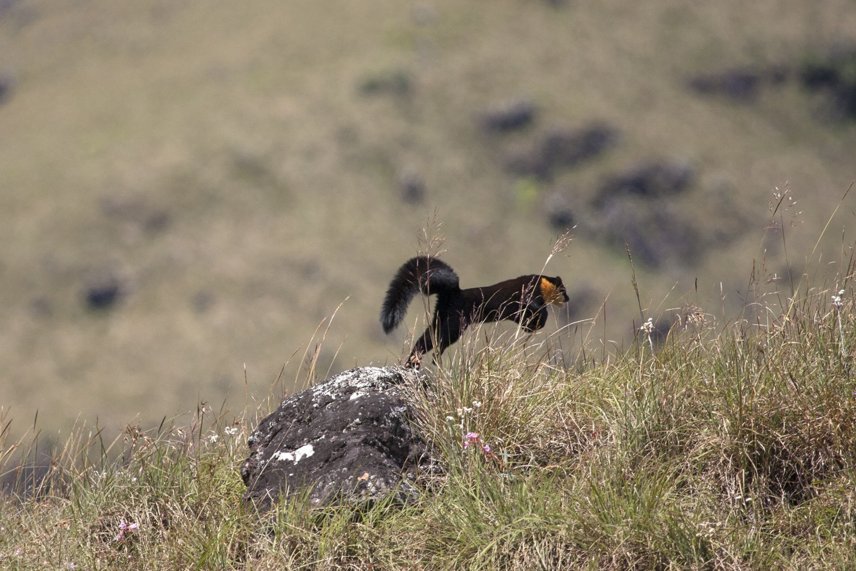 They are endemic to the moist evergreen forests of the Western Ghats. Even though sightings are rare, local communities know the Nilgiri Marten well. As they are often found close to water, locals call them ‘Mara Naai’ (tree-dwelling dogs, in Kannada).According to journal reports, they range from the Agasthyamalai hills in the south to Sampaje, Karnataka, in the north.They keep to higher altitudes and are rarely seen below 3,000 feet.