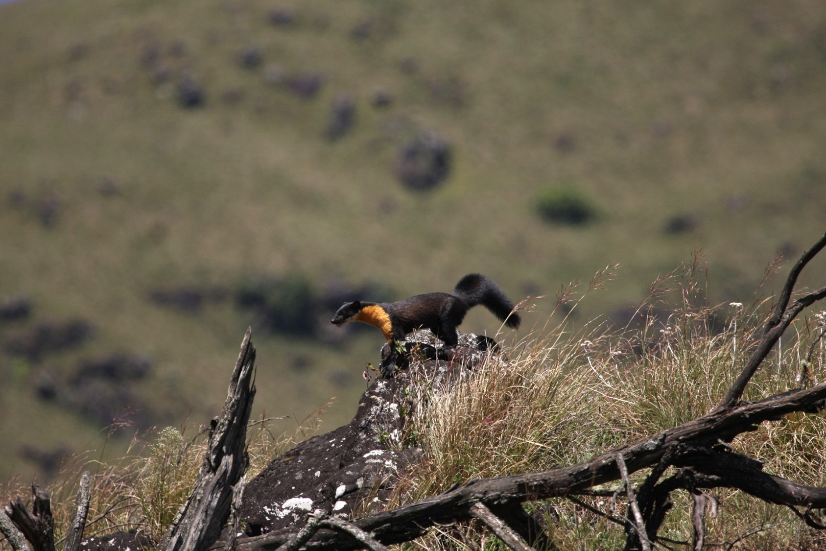 Nilgiri Martens measure around 40 inches or so, from nose to tail. Their tails are almost three-fourths the length of their body.  With the distinct yellow patch on the nape of their necks, they are quite similar in appearance to their cousin, the Yellow-throated Marten of the Himalayas.Nilgiri Martens have low-lying bodies and short limbs. They have triangular faces with rounded ears, soft brown fur and bushy tails.