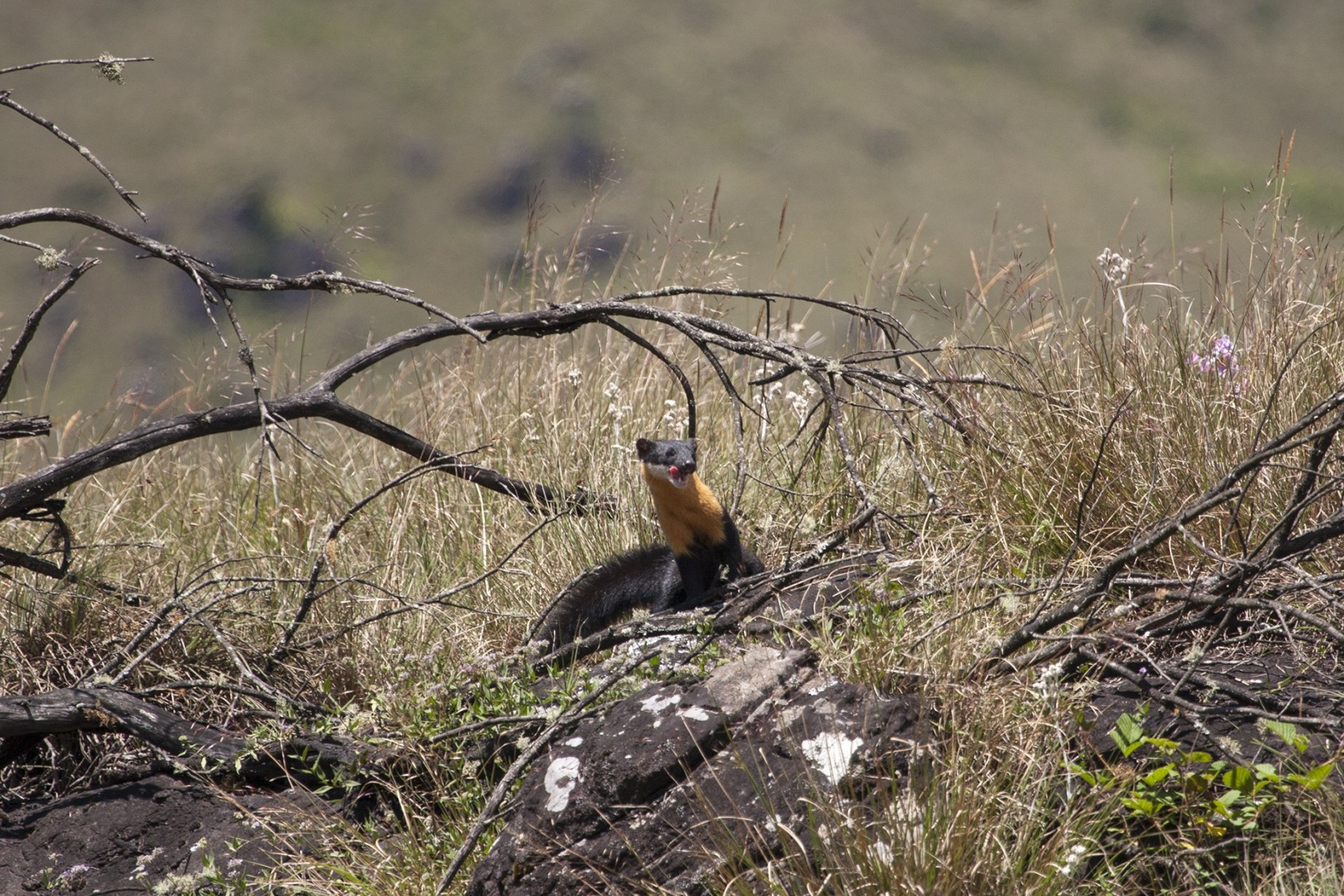 They don’t just pick on prey their own size. There have been accounts of Nilgiri Martens attacking young deer!This small carnivore will prey on almost any small bird or mammal. It is likely that they are found in such a wide-ranging habitat because of their varied diet.They also feed on nectar and are sometimes seen probing fallen logs or flowers of the silk cotton tree with their snouts.While they are largely arboreal, or tree-dwelling, they have been spotted hunting monitor lizards or Mouse Deer on the ground.They’ve also been known to raid bee-boxes places in coffee and cardamom plantations close to forest areas.