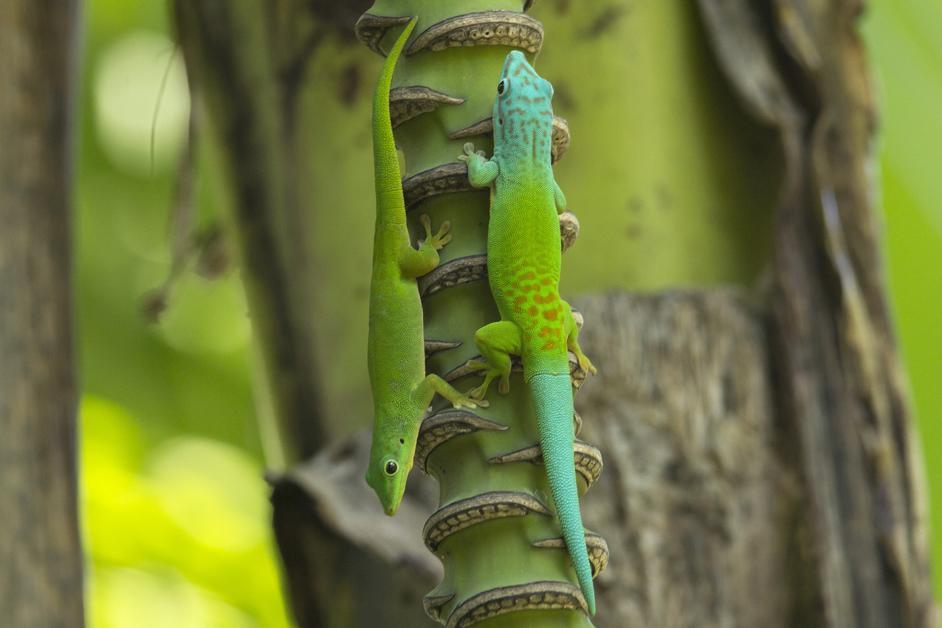 The Gorgeous Gecko Of The Andamans | Nature inFocus