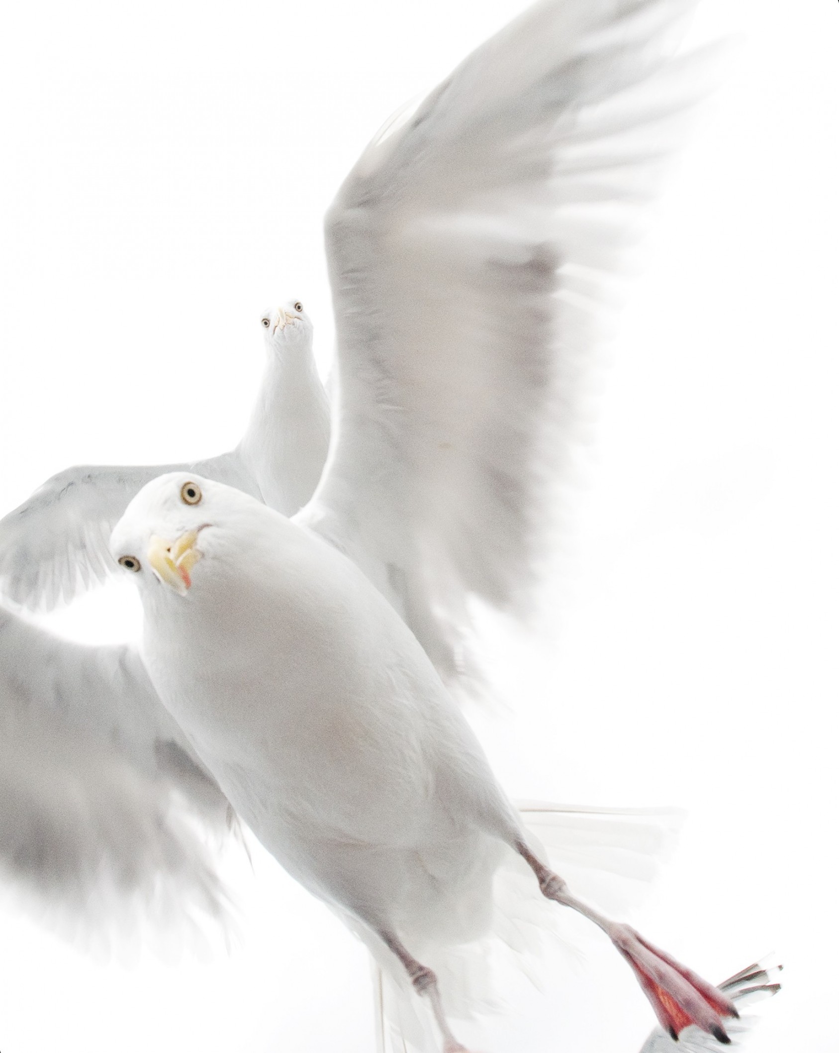The grip of the gulls Ekaterina Bee, Italy Winner 2017, 10 years and under Nikon D90 + 18–70mm f3.5–4.5 lens at 18mm; 1/320 sec at f11 (+0.7 e/v); ISO 400. Like all her family, five-and-a-half-year-old Ekaterina is fascinated by nature, and she has also been using a camera since she was four years old. But on the boat trip off the coast of central Norway, her focus was not on the white?tailed sea eagles that the others were photographing but on the cloud of herring gulls that followed the small boat as it left the harbour. They were after food, and as soon as Ekaterina threw them some bread, they surrounded her. At first she was slightly scared by their boldness and beaks but soon became totally absorbed in watching and photographing them, lost in the noise, wingbeats and colours of feet and beaks in the whirl of white. Of all the many pictures she took that day, this was the one she liked best because of the way the birds filled the white sky and the expression on the face of the bird furthest away: ‘It looked very curious, as if it was trying to understand what was happening on the boat.’ 